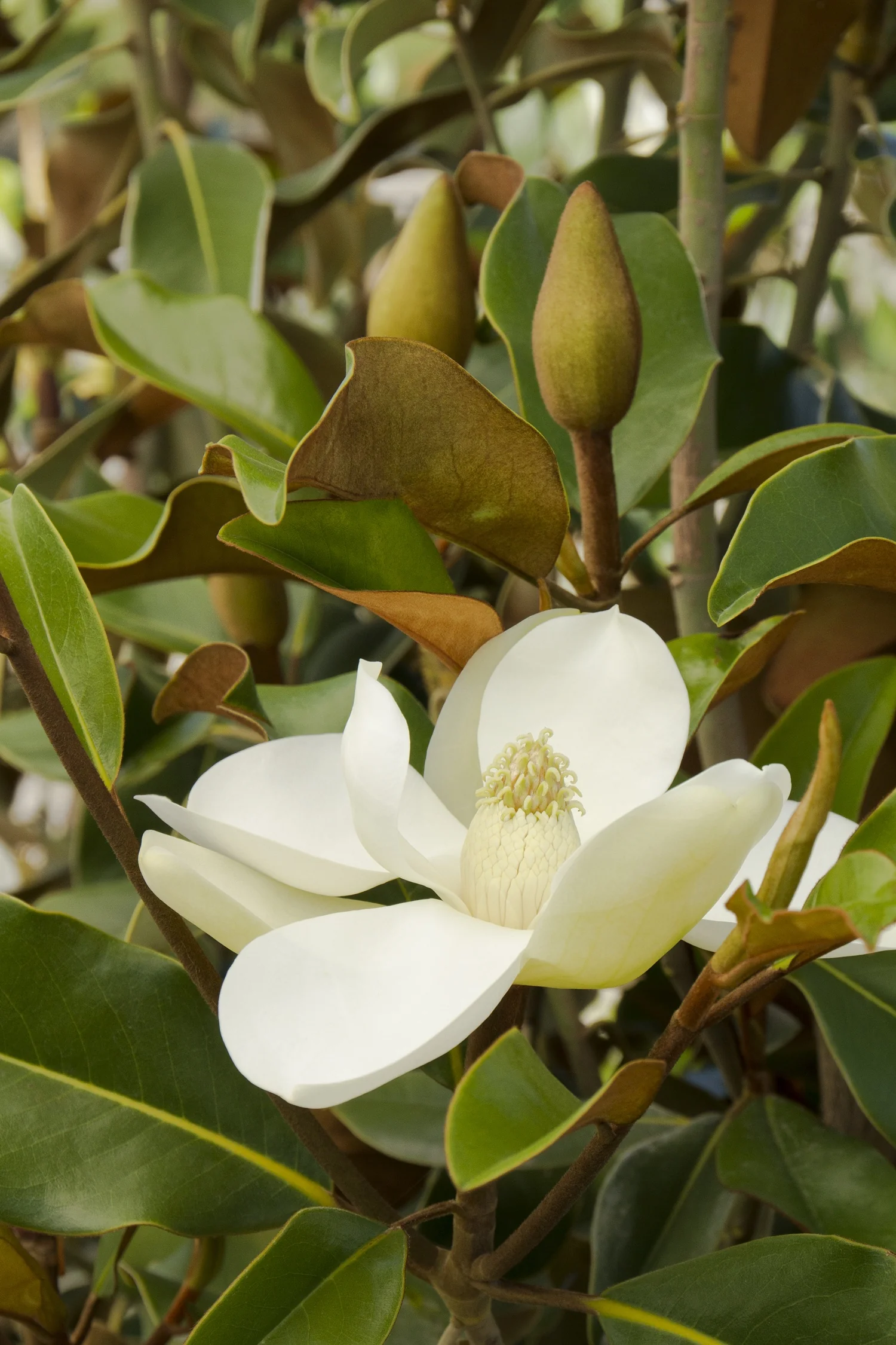 Bracken's Brown Beauty Magnolia 10 Bracken's Brown Beauty Magnolia
