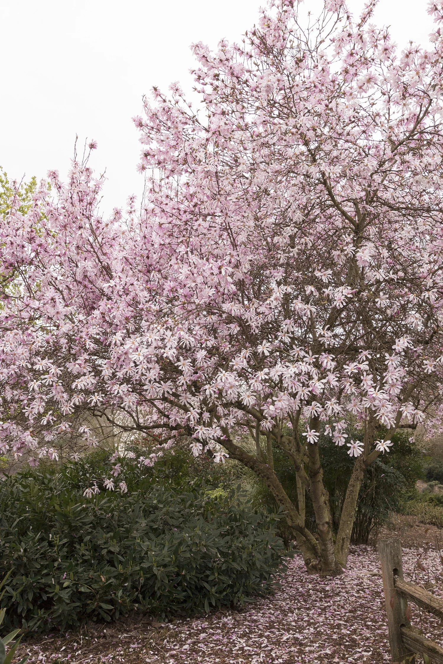 Leonard Messel Magnolia 6 Leonard Messel Magnolia