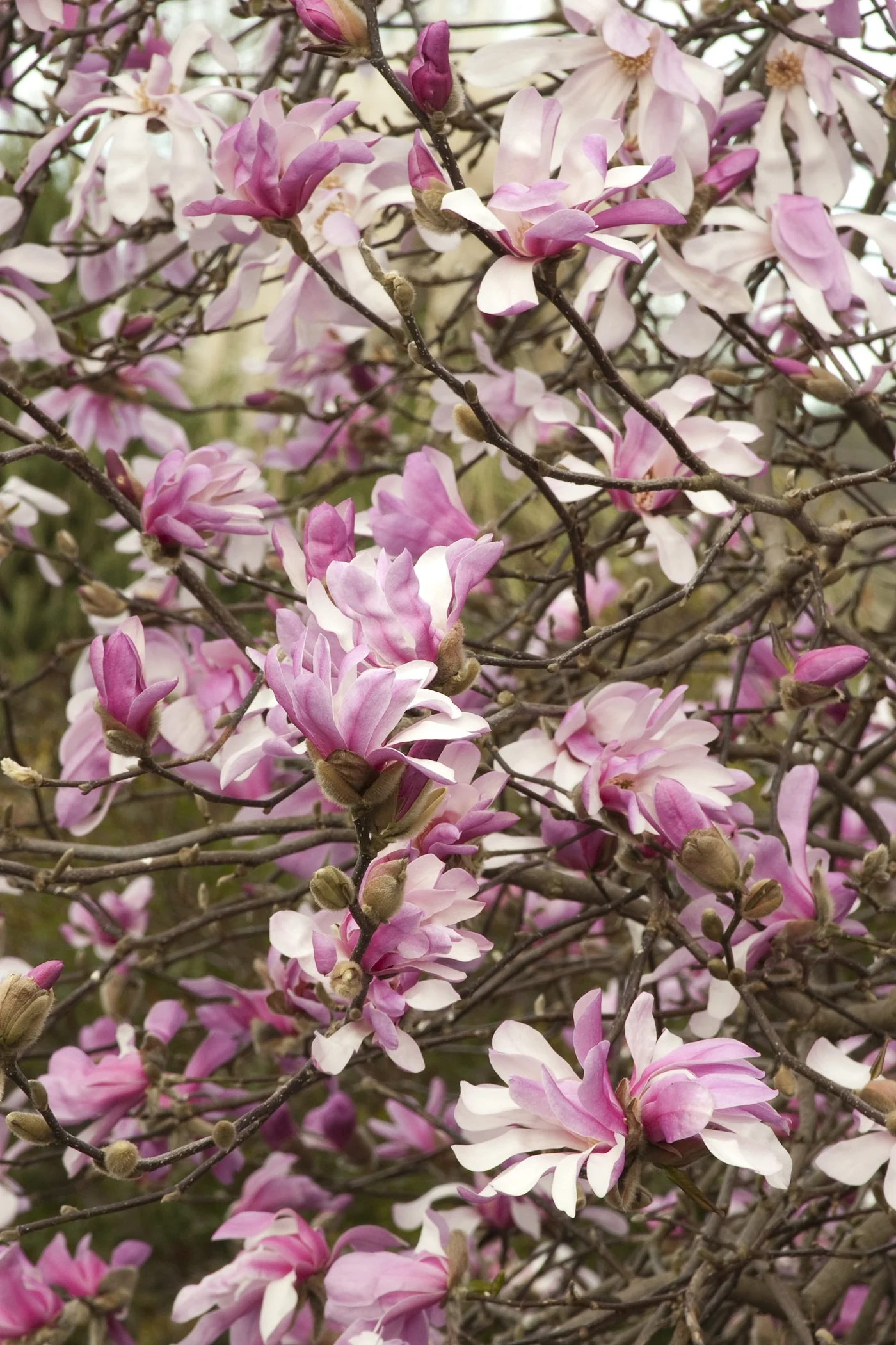 Leonard Messel Magnolia 2 Leonard Messel Magnolia