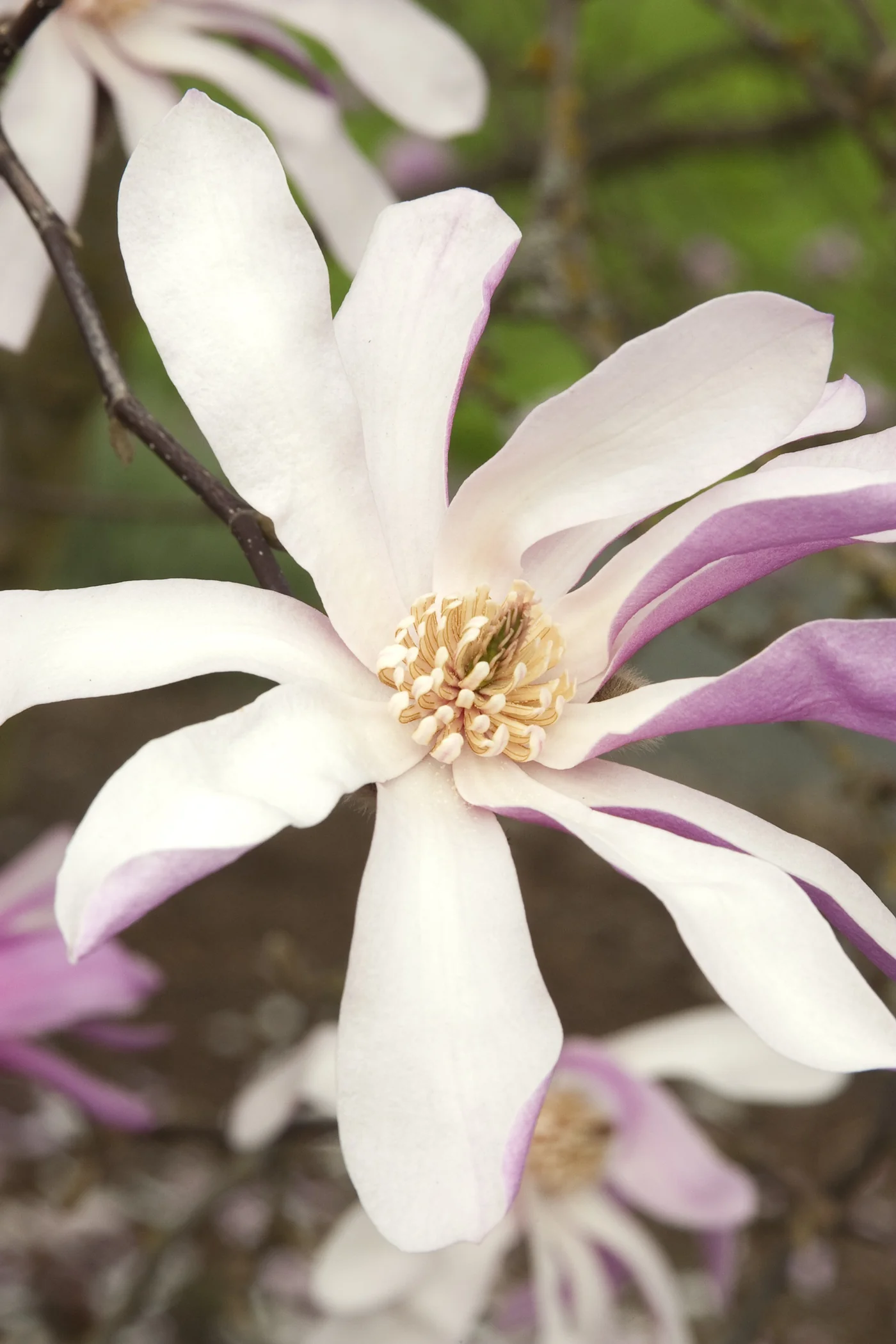 Leonard Messel Magnolia 3 Leonard Messel Magnolia