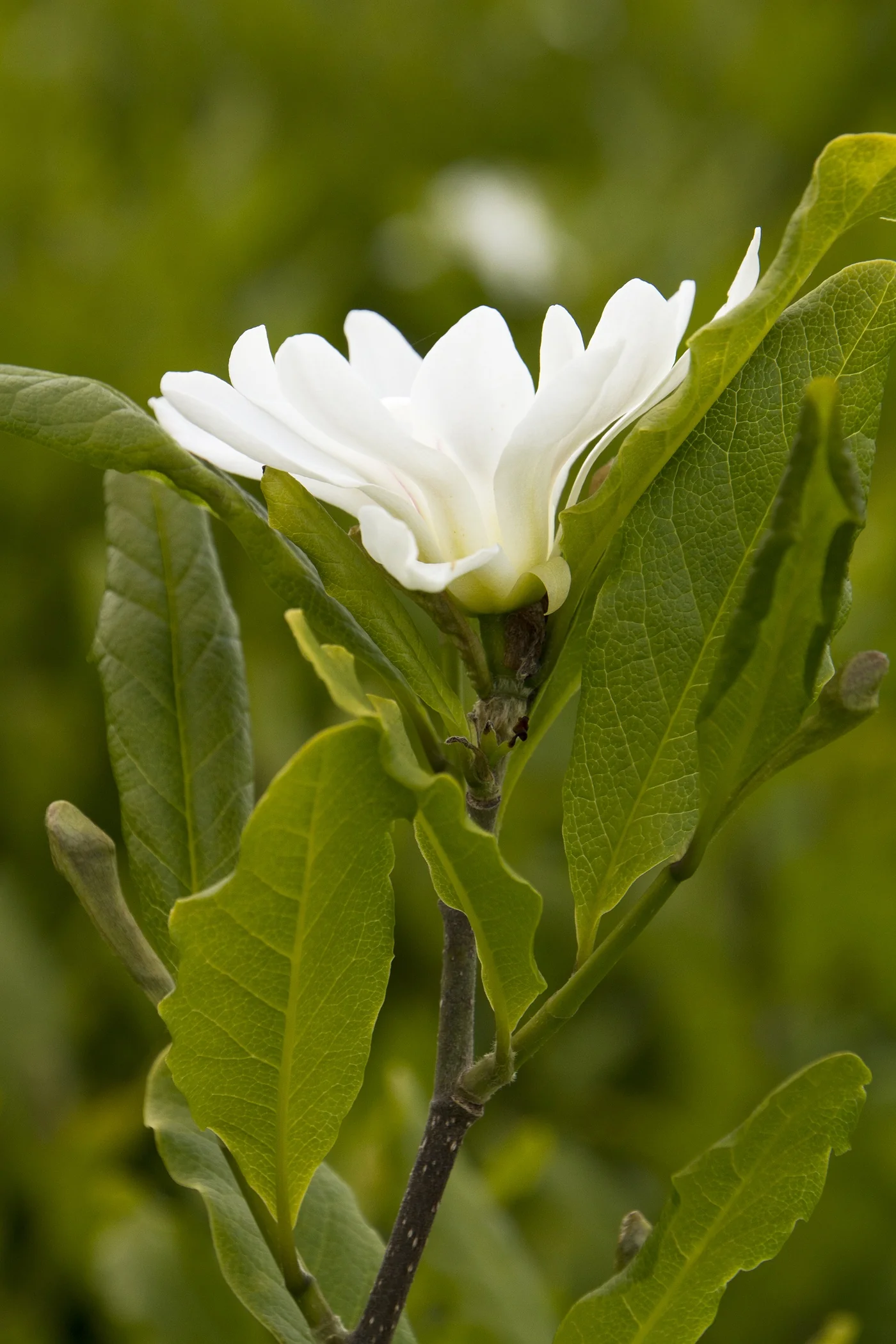 Merrill Magnolia 6 Merrill Magnolia
