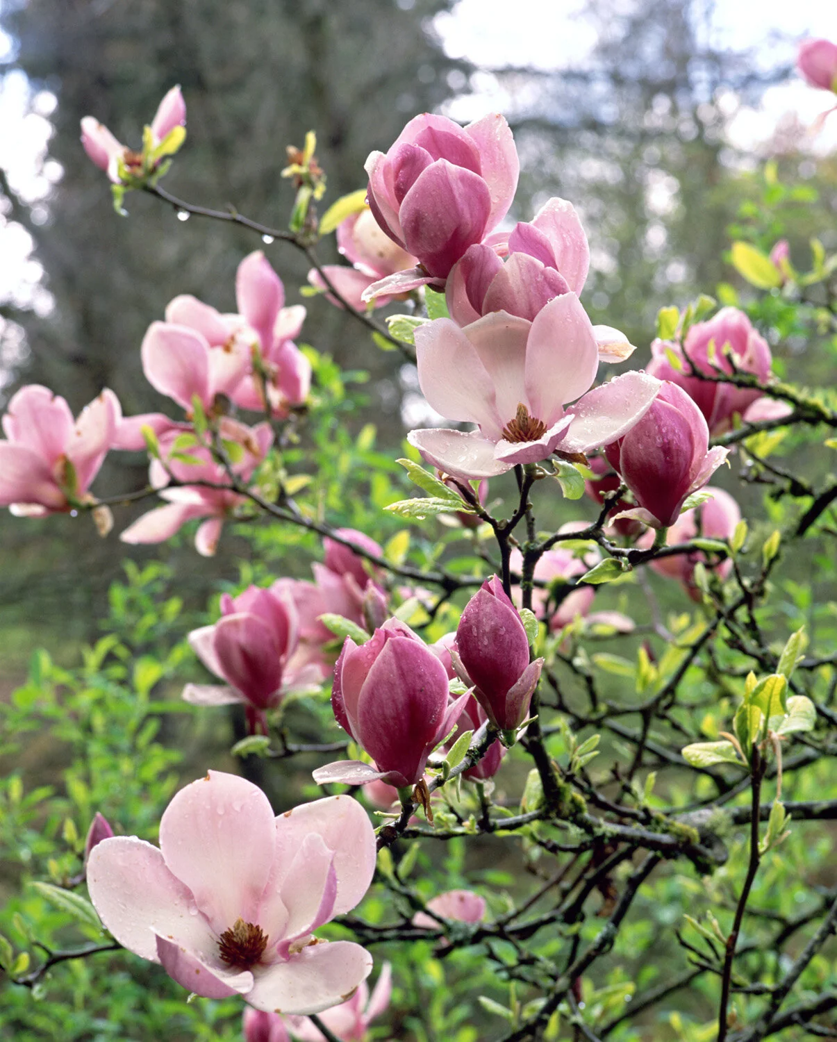 Saucer Magnolia 1 Saucer Magnolia