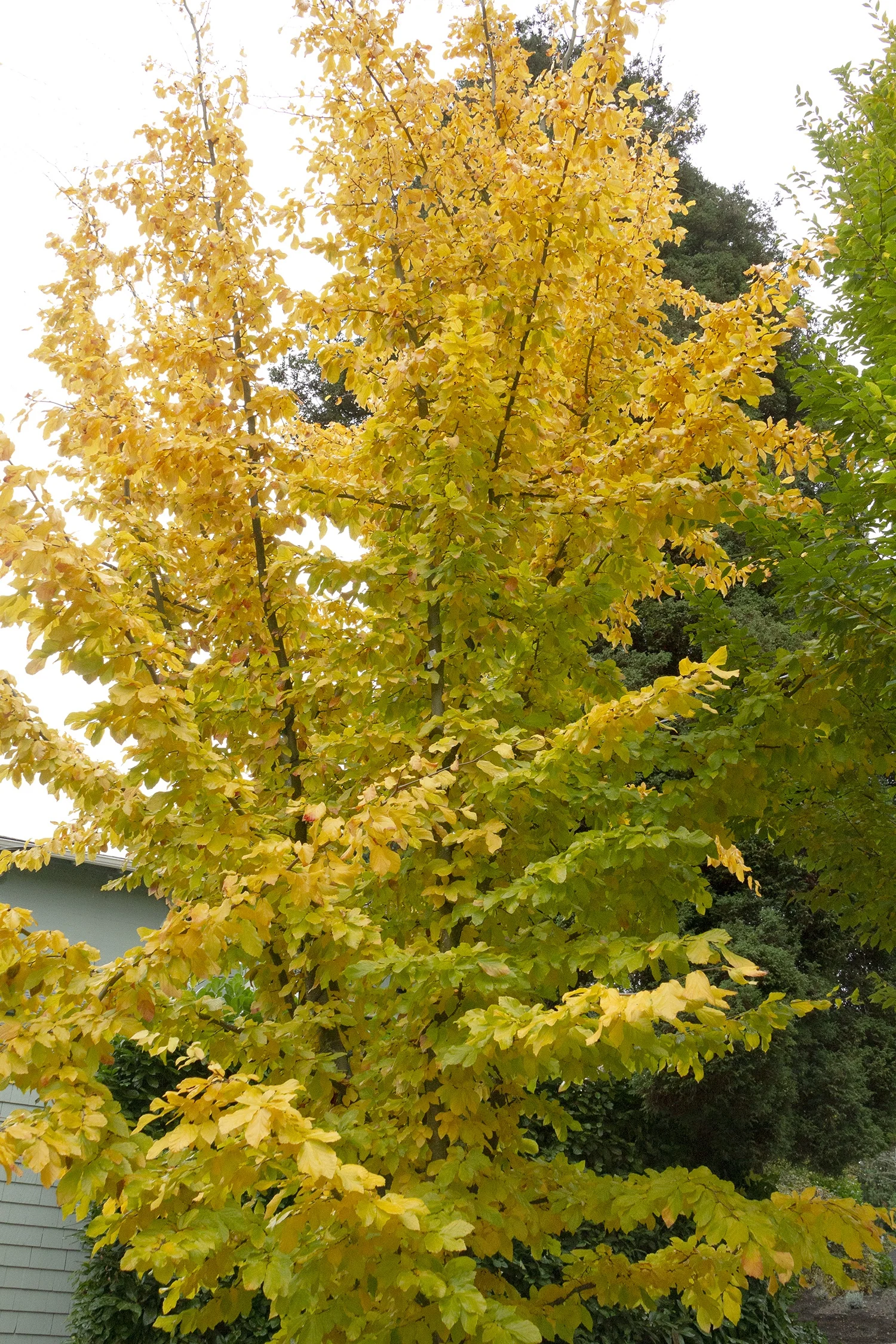 Persian Ironwood