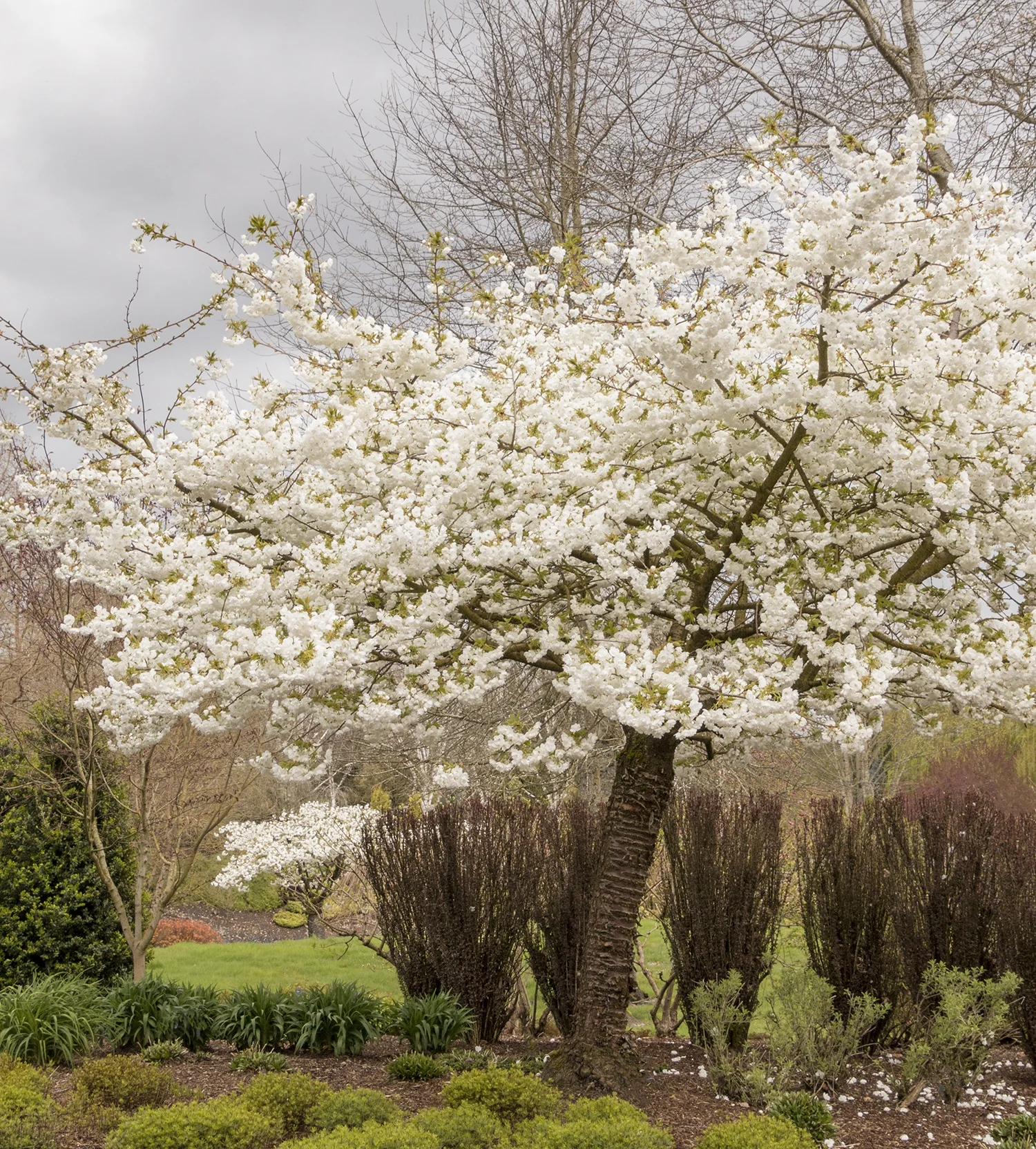 Mount Fuji Japanese Flowering Cherry