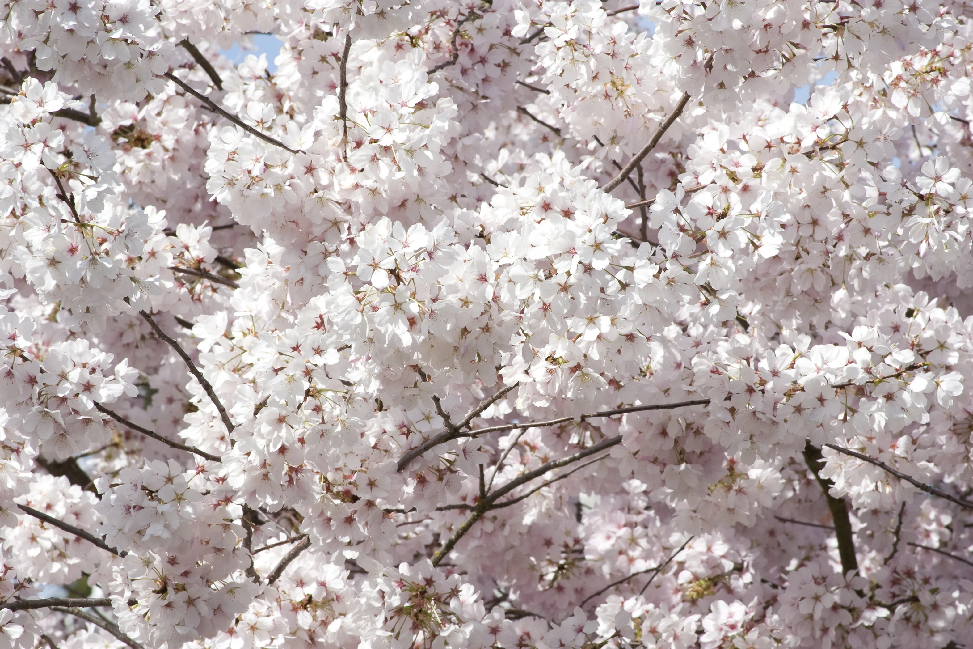 Mount Fuji Japanese Flowering Cherry 2 Mount Fuji Japanese Flowering Cherry