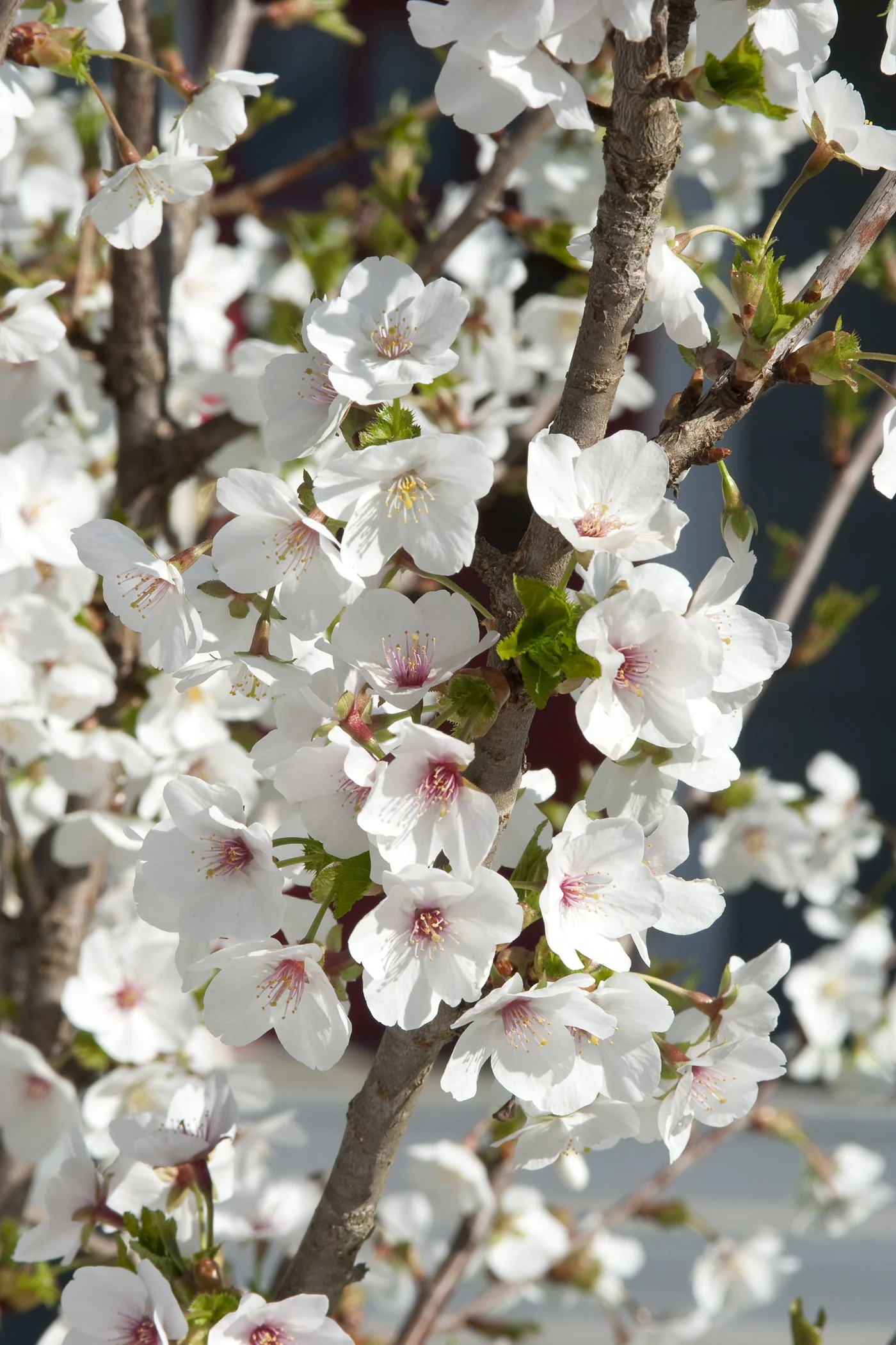 Mount Fuji Japanese Flowering Cherry 3 Mount Fuji Japanese Flowering Cherry