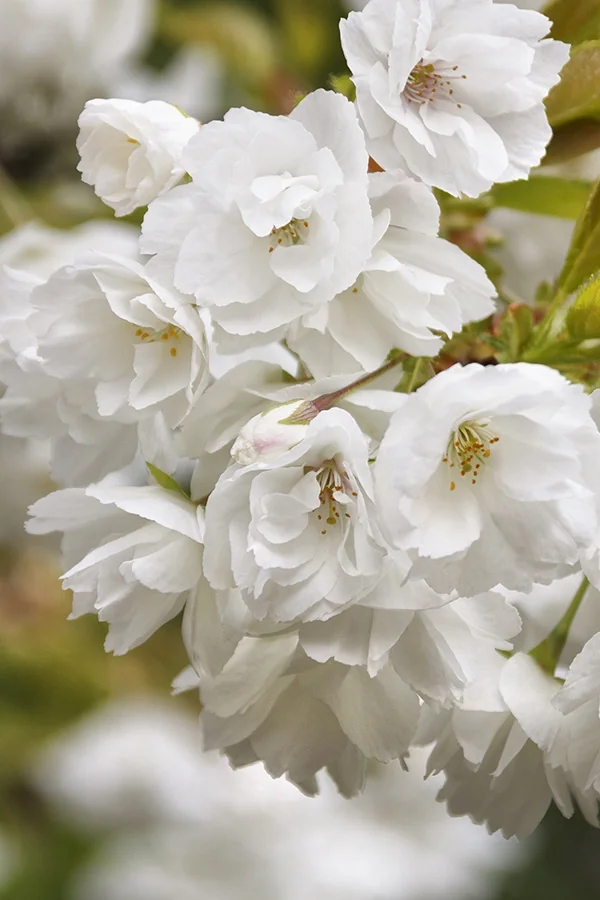 Mount Fuji Japanese Flowering Cherry 5 Mount Fuji Japanese Flowering Cherry