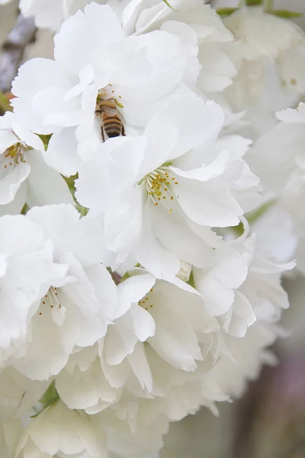 Mount Fuji Japanese Flowering Cherry 6 Mount Fuji Japanese Flowering Cherry