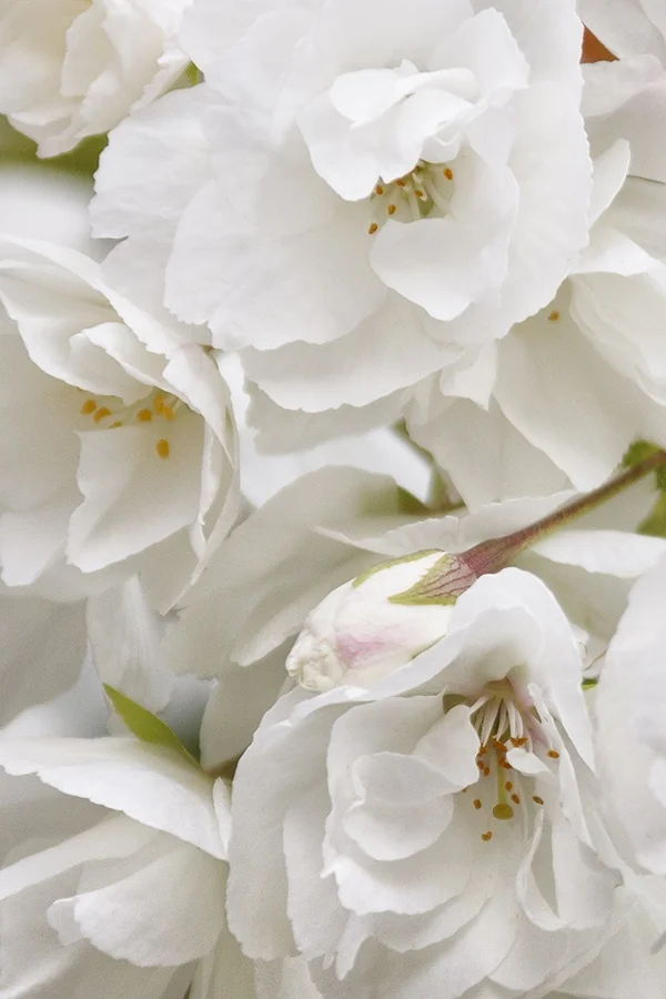 Mount Fuji Japanese Flowering Cherry 7 Mount Fuji Japanese Flowering Cherry