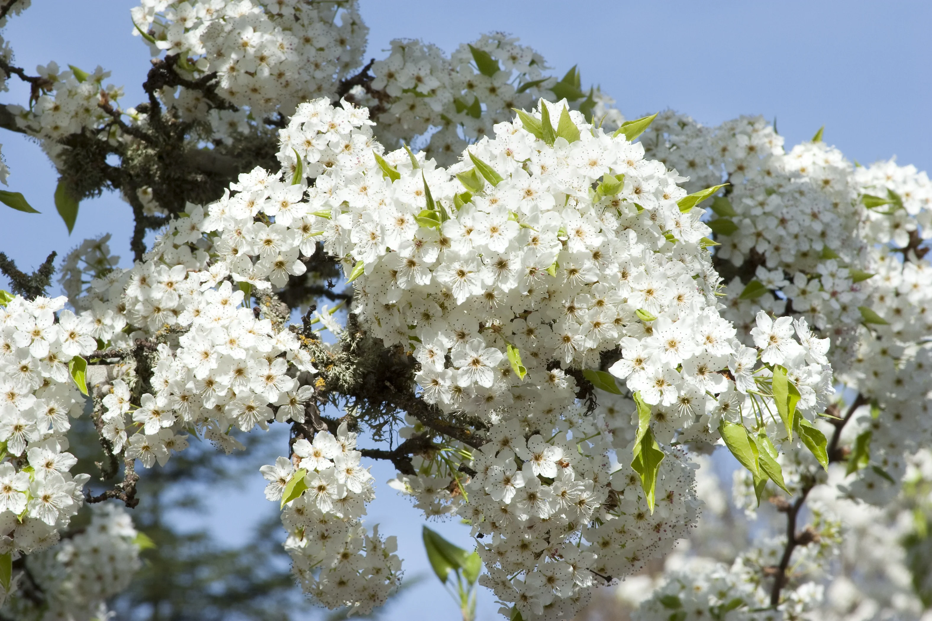 Bradford Flowering Pear 1 Bradford Flowering Pear