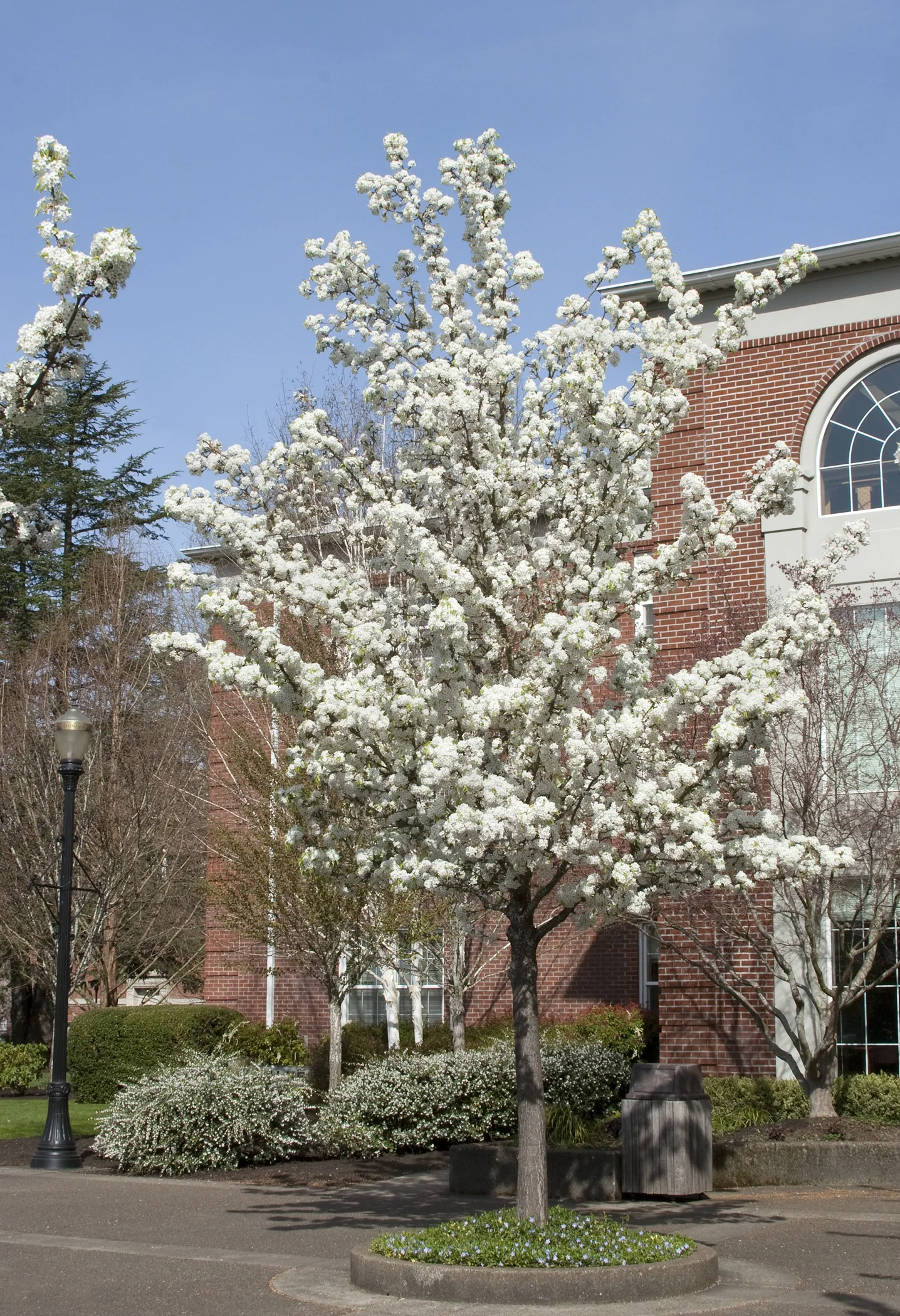 Bradford Flowering Pear 3 Bradford Flowering Pear