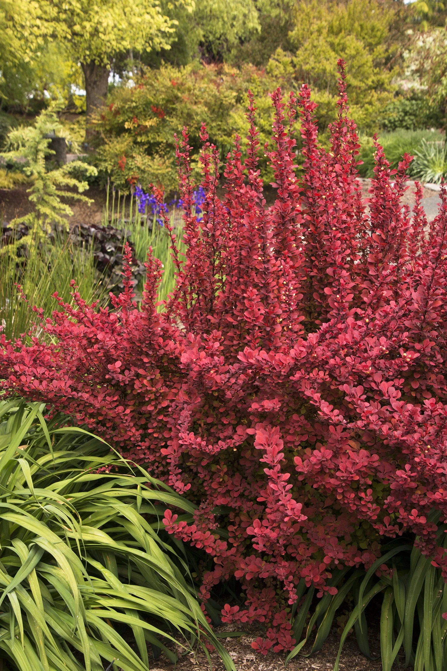 Orange Rocket Barberry