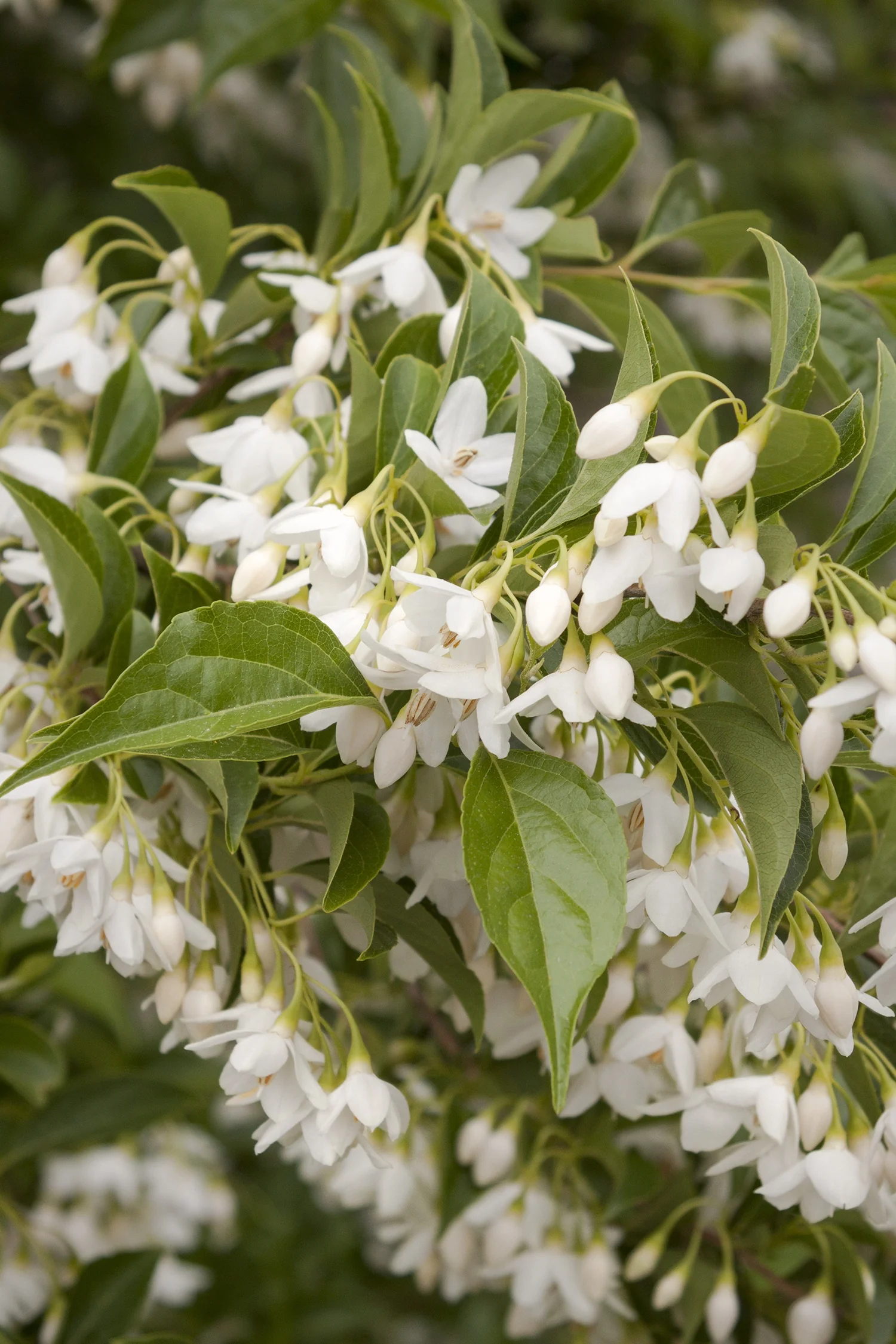 Japanese Snowbell 6 Japanese Snowbell