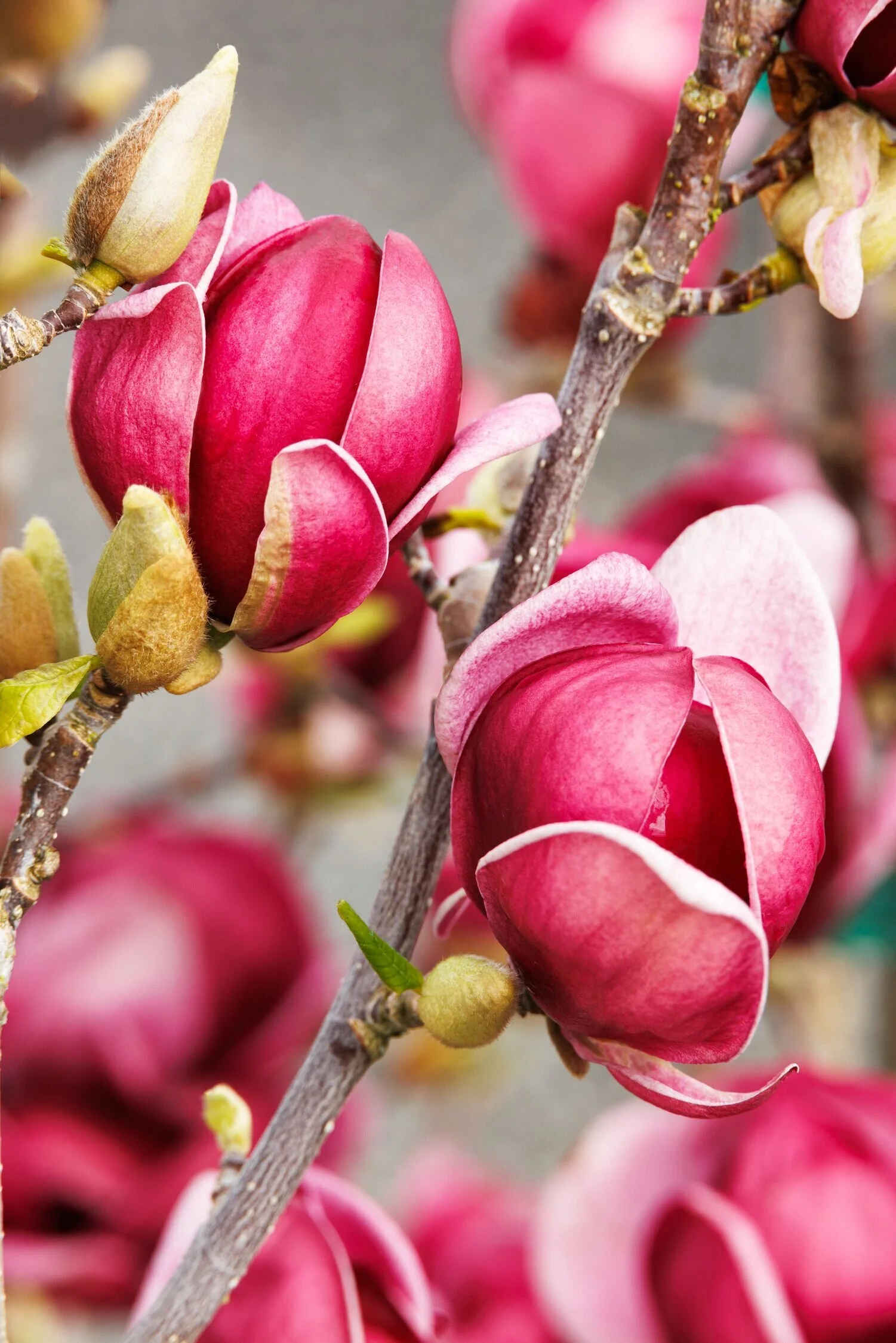 Genie Magnolia 2 Genie Magnolia