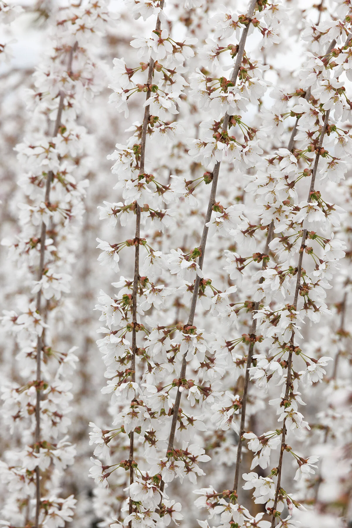Snow Fountains® Weeping Cherry 1 Snow Fountains® Weeping Cherry