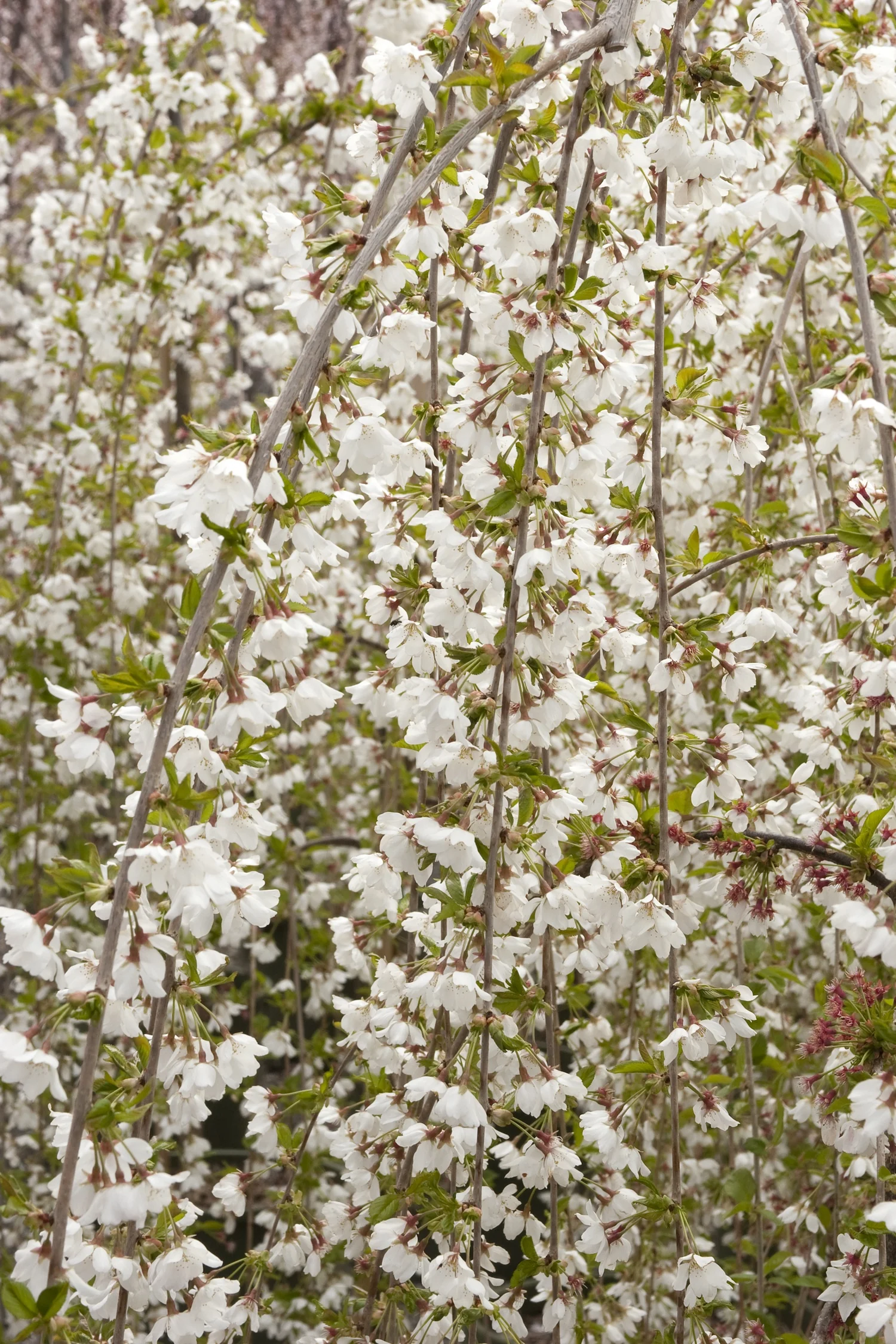 Snow Fountains® Weeping Cherry 2 Snow Fountains® Weeping Cherry