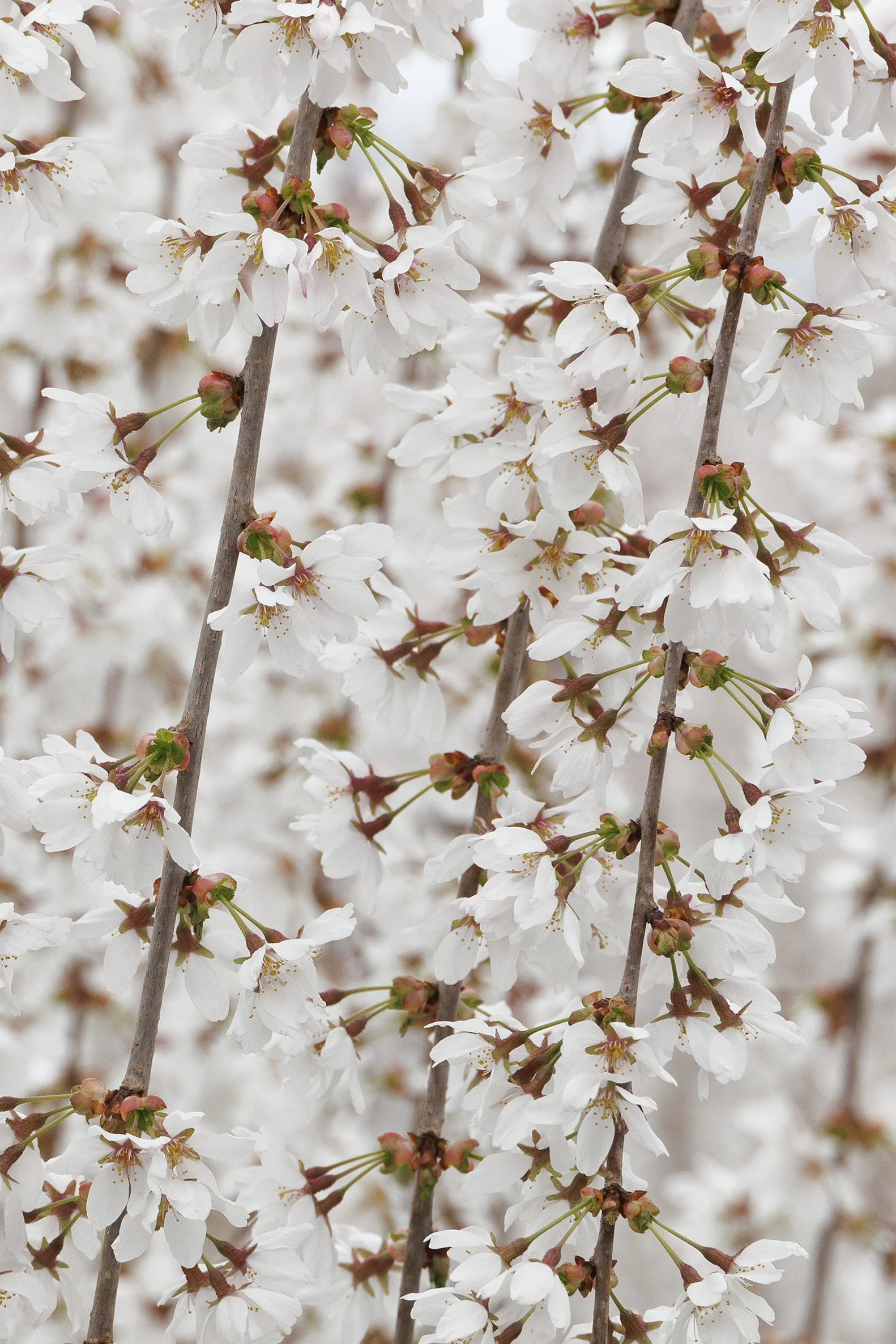 Snow Fountains® Weeping Cherry 3 Snow Fountains® Weeping Cherry