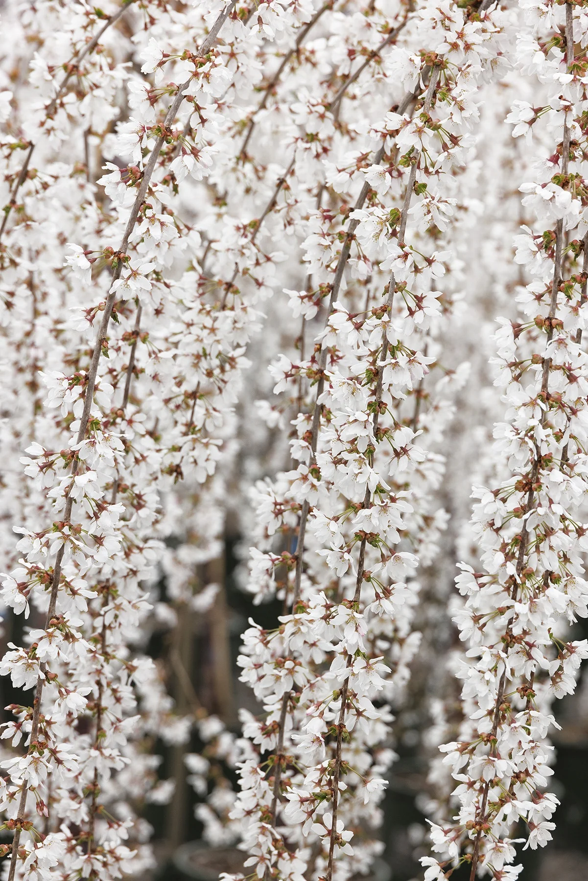 Snow Fountains® Weeping Cherry 4 Snow Fountains® Weeping Cherry