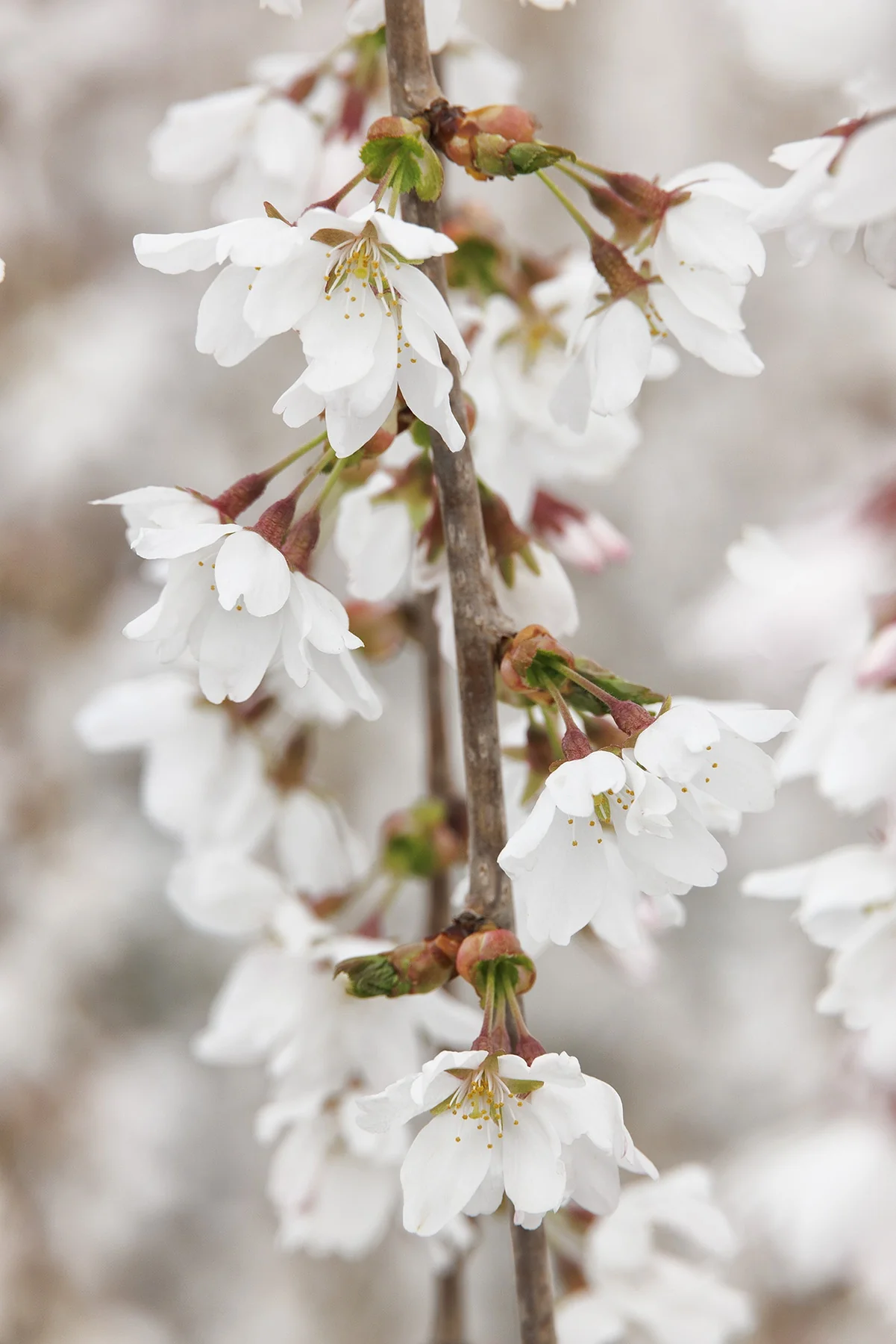 Snow Fountains® Weeping Cherry 5 Snow Fountains® Weeping Cherry