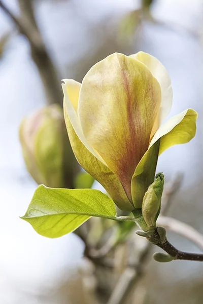 Sunsation Magnolia 1 Sunsation Magnolia