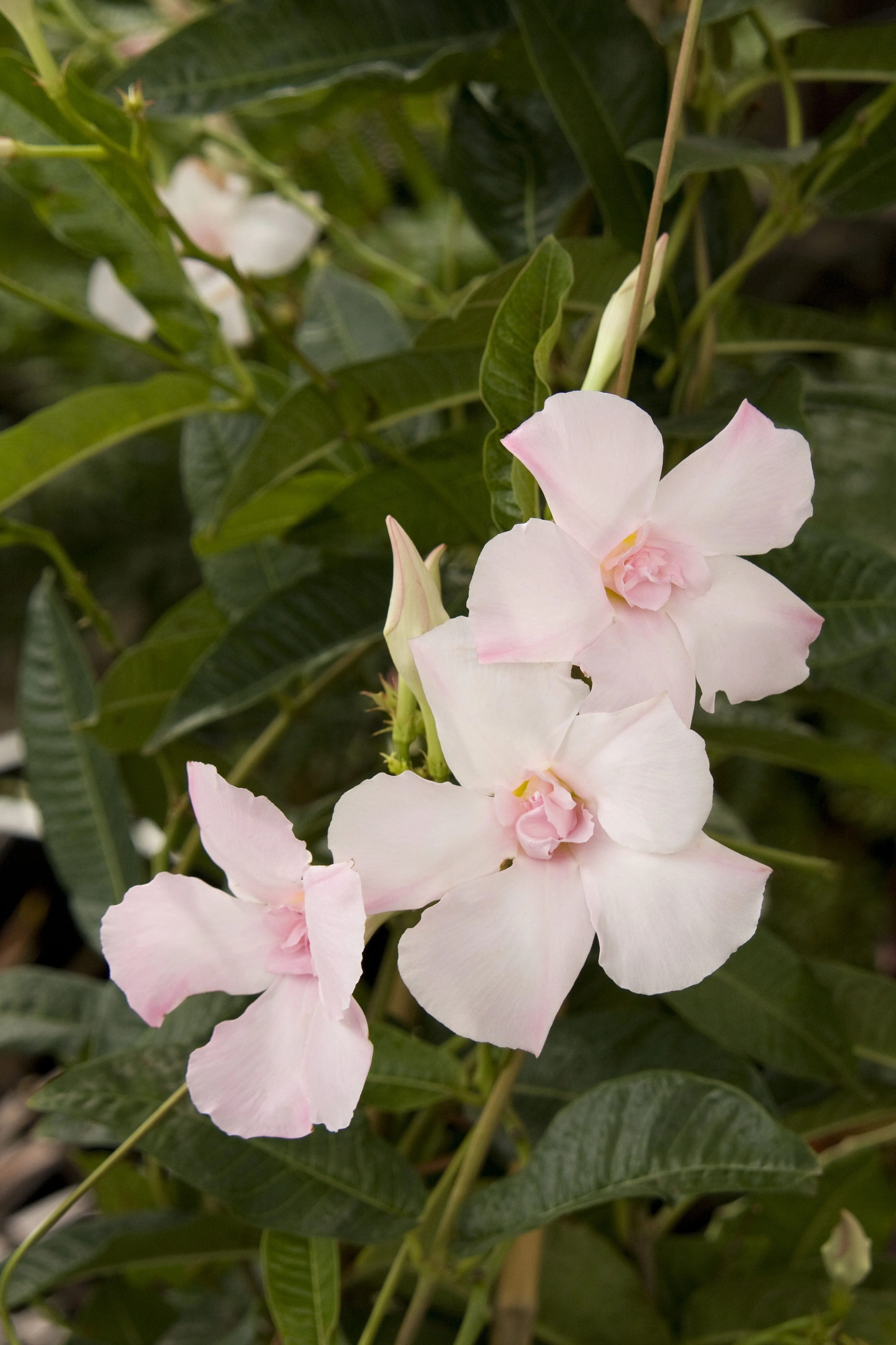 Moonlight Parfait® Mandevilla 5 Moonlight Parfait® Mandevilla
