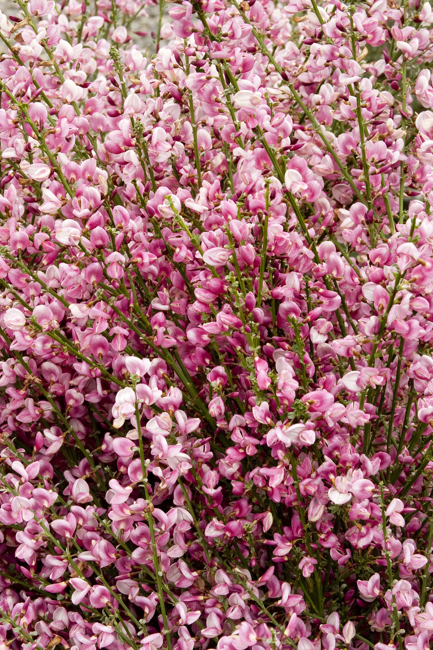 Lilac Time Scotch Broom 4 Lilac Time Scotch Broom