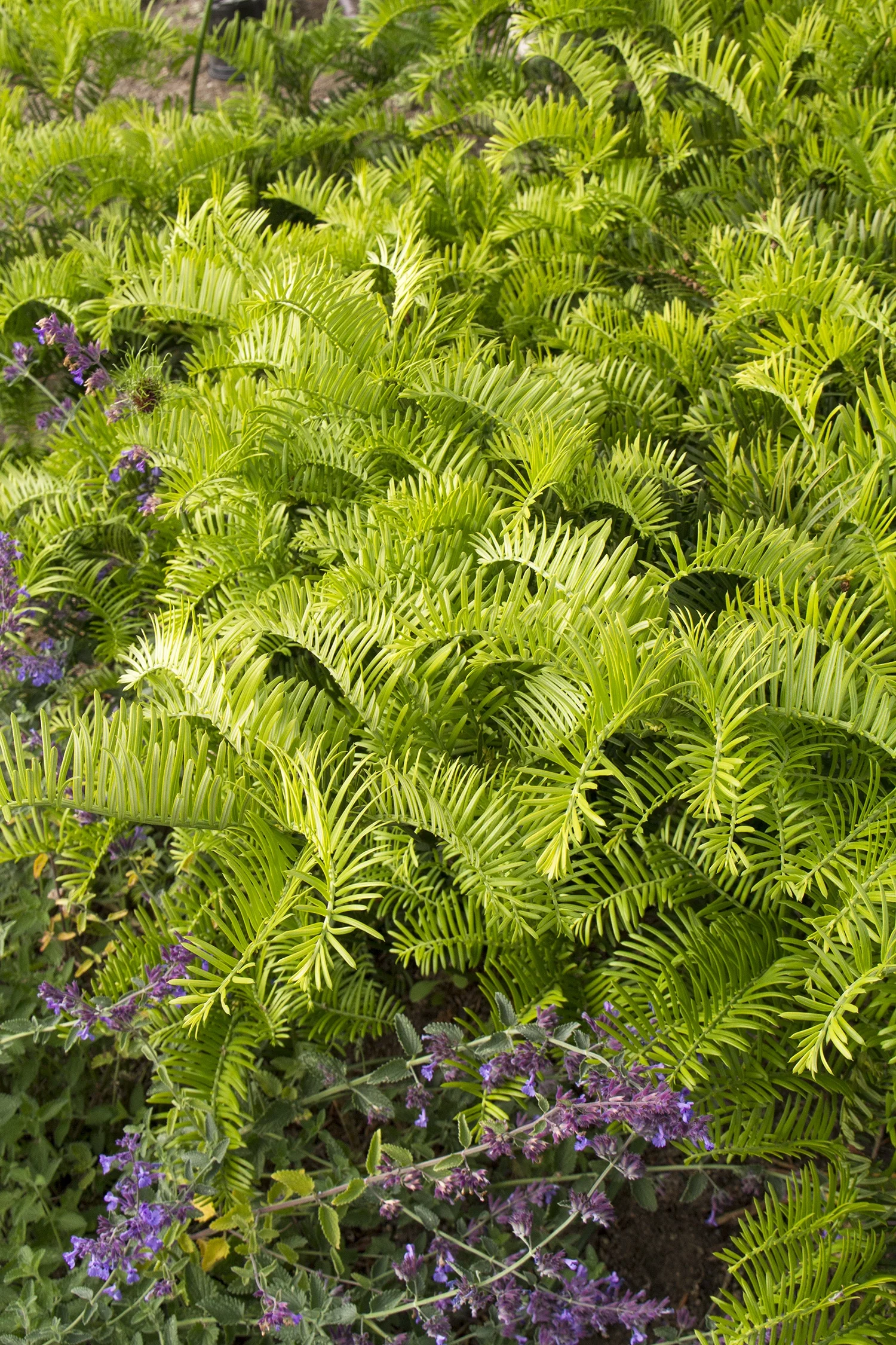 Spreading Japanese Plum Yew