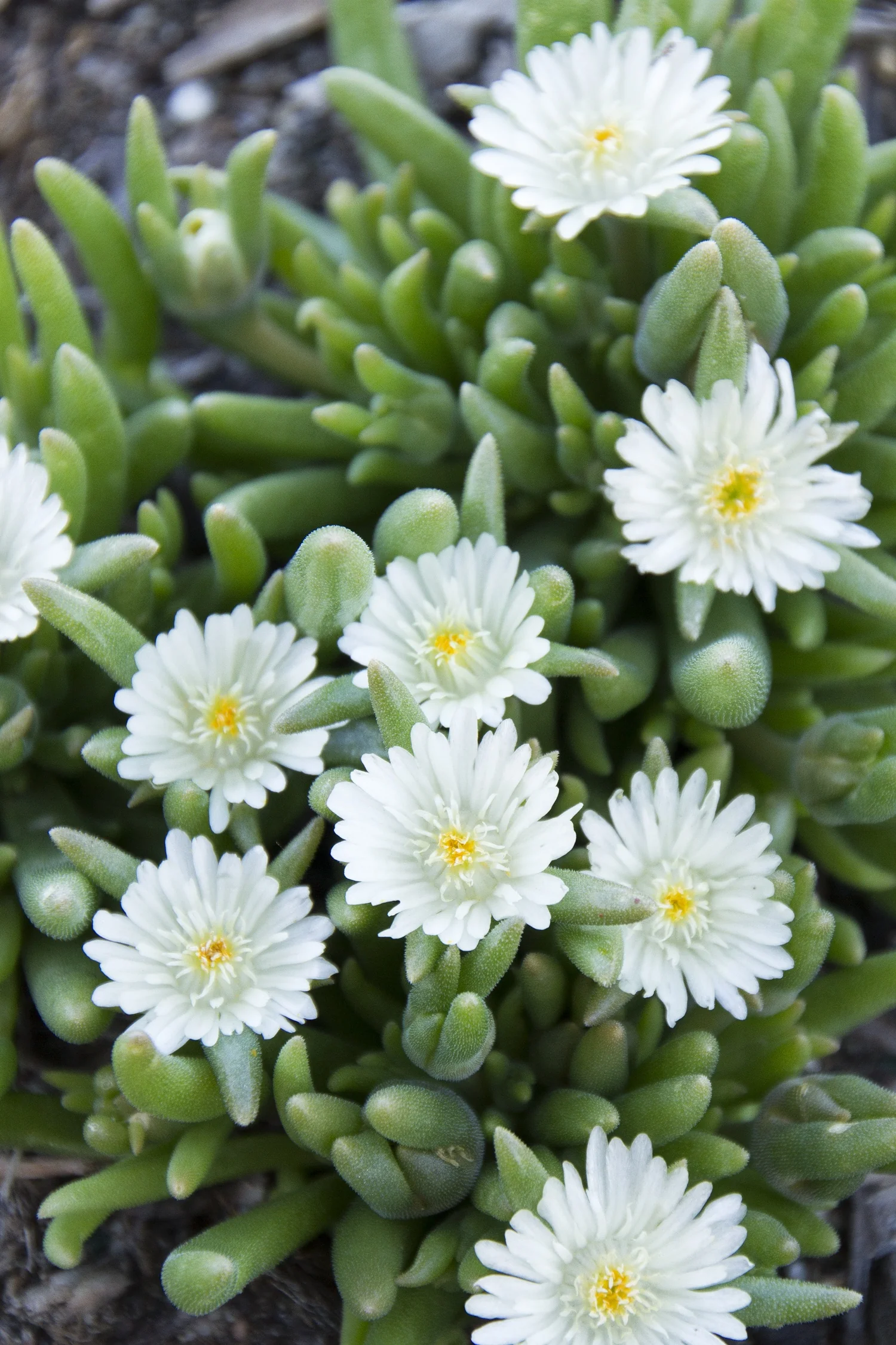Jewel of Desert Moonstone Ice Plant