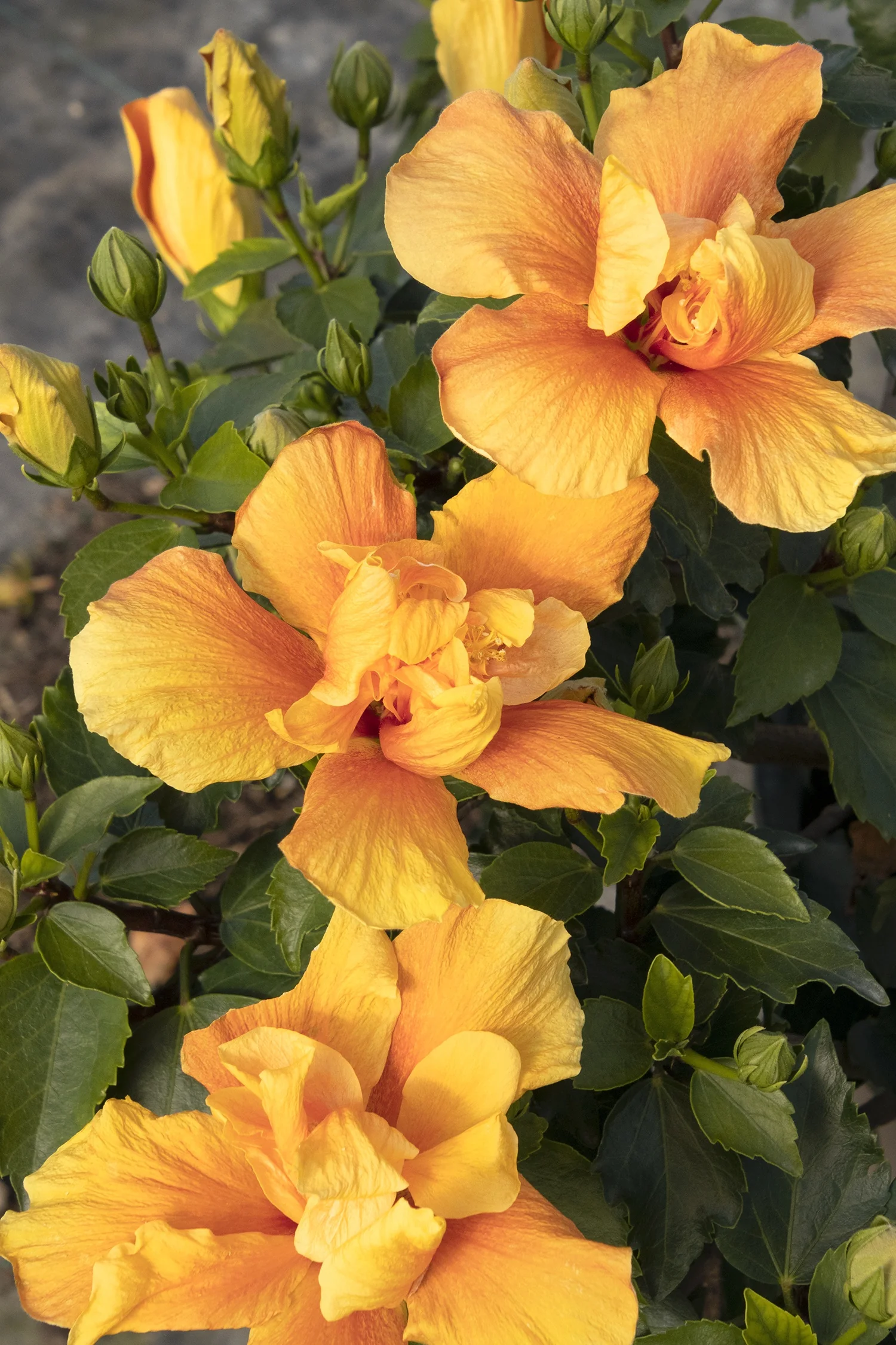 Crown of Bohemia Hibiscus