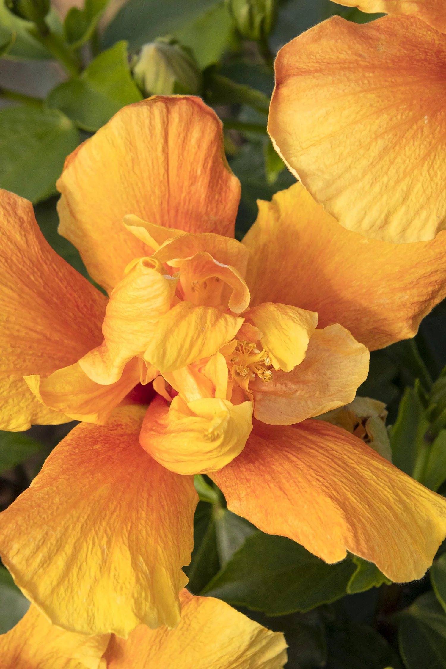 Crown of Bohemia Hibiscus