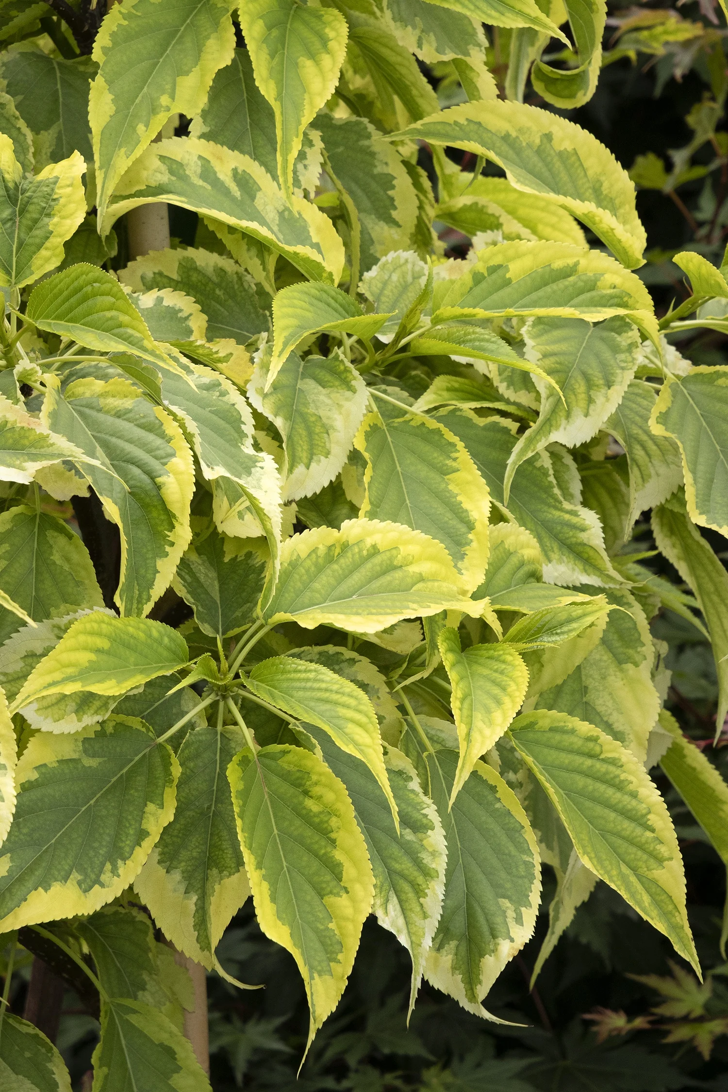 Sundaze® Stachyurus