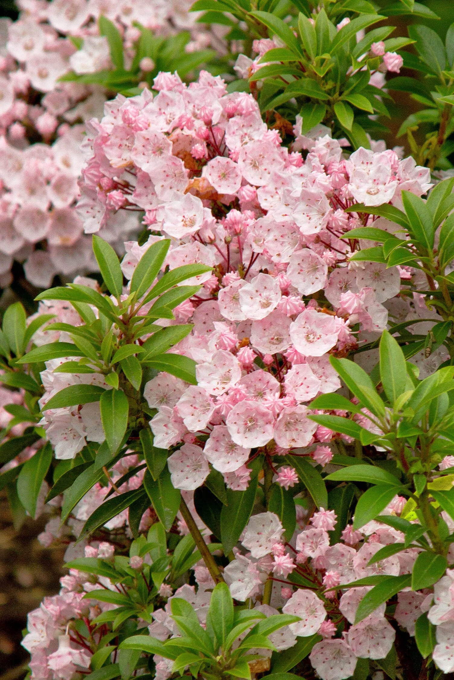 Elf Dwarf Mountain Laurel