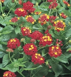 American Red Bush Lantana 9 American Red Bush Lantana