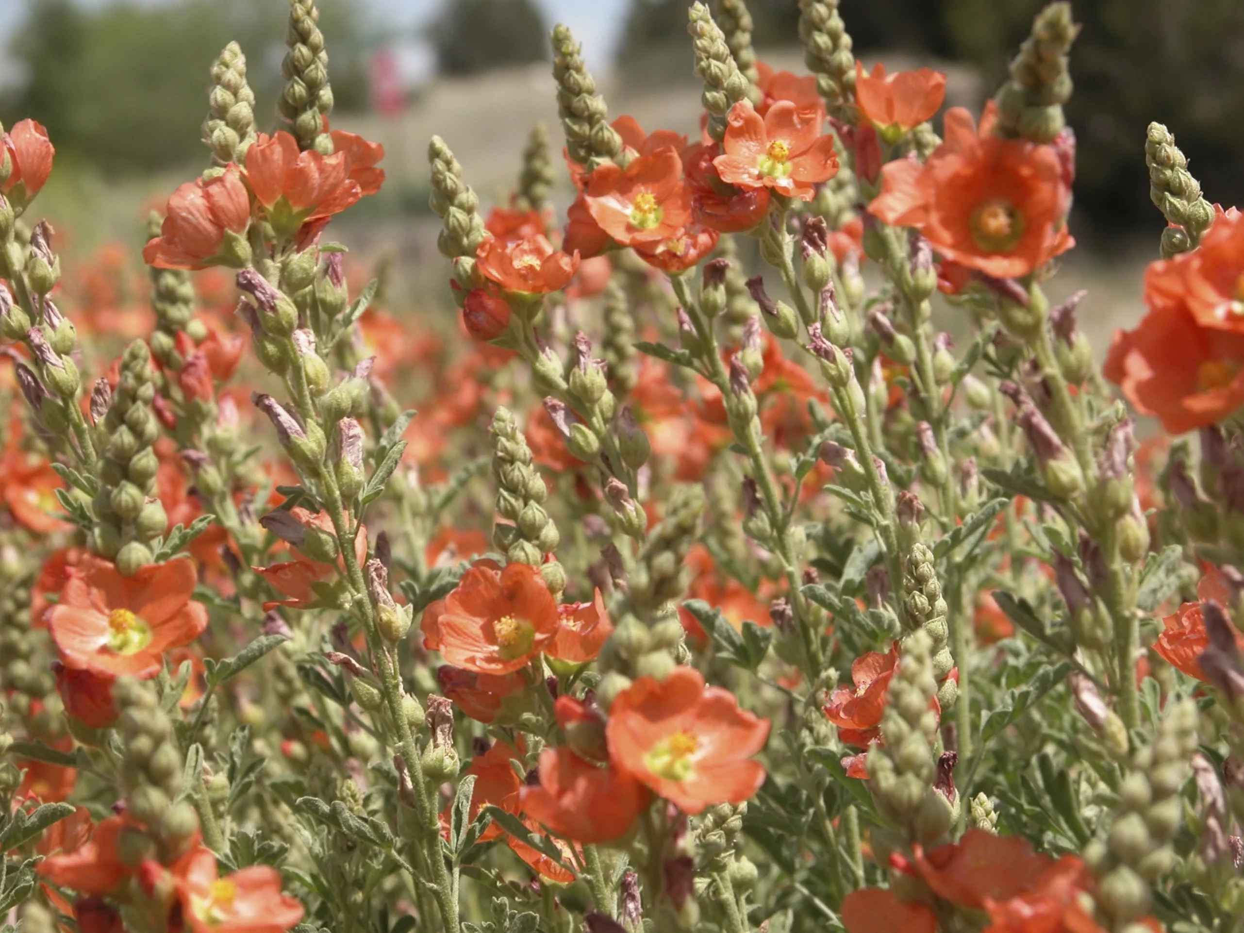 Orange Crush Desert Globemallow