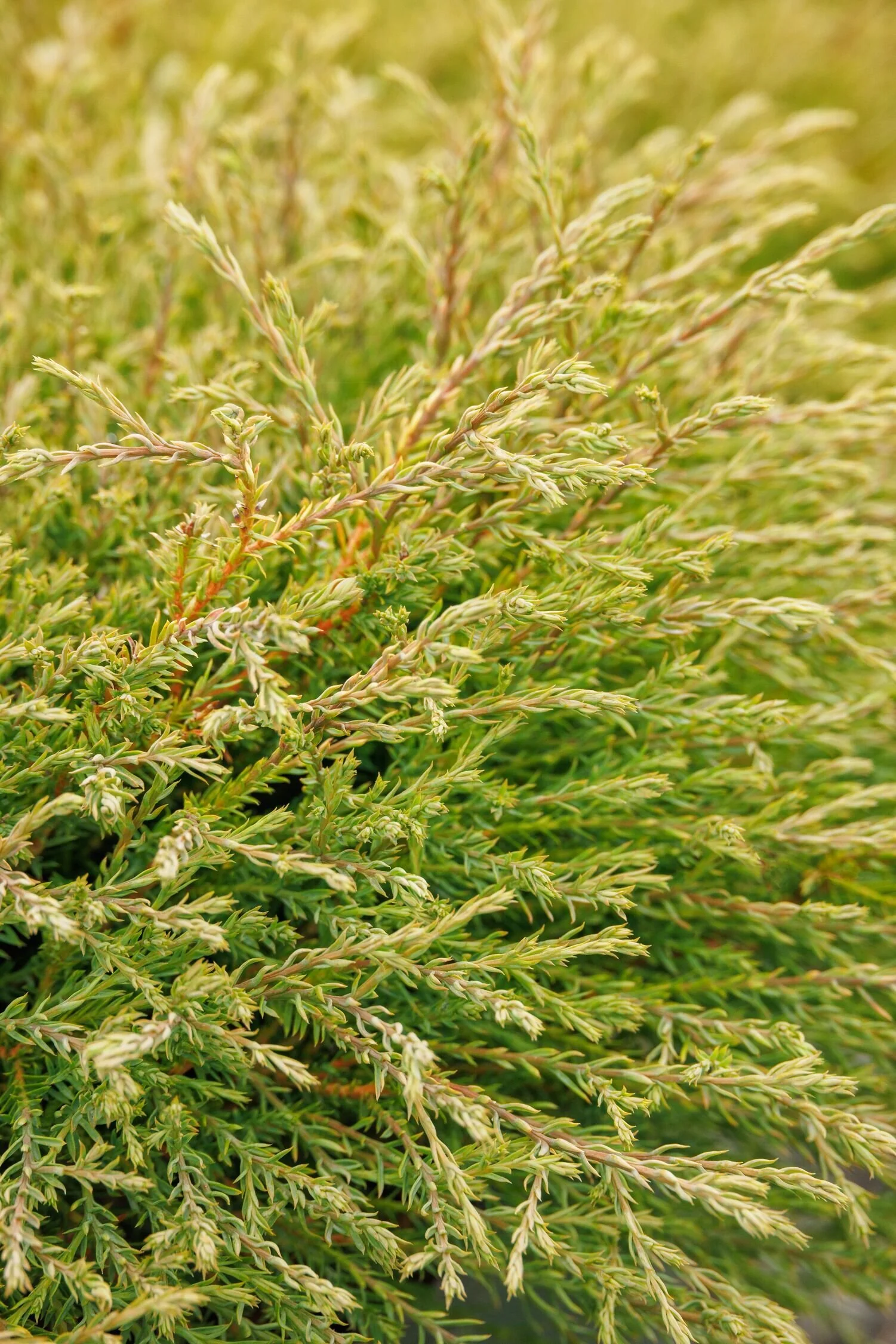 Pancake™ Arborvitae 1 Pancake™ Arborvitae