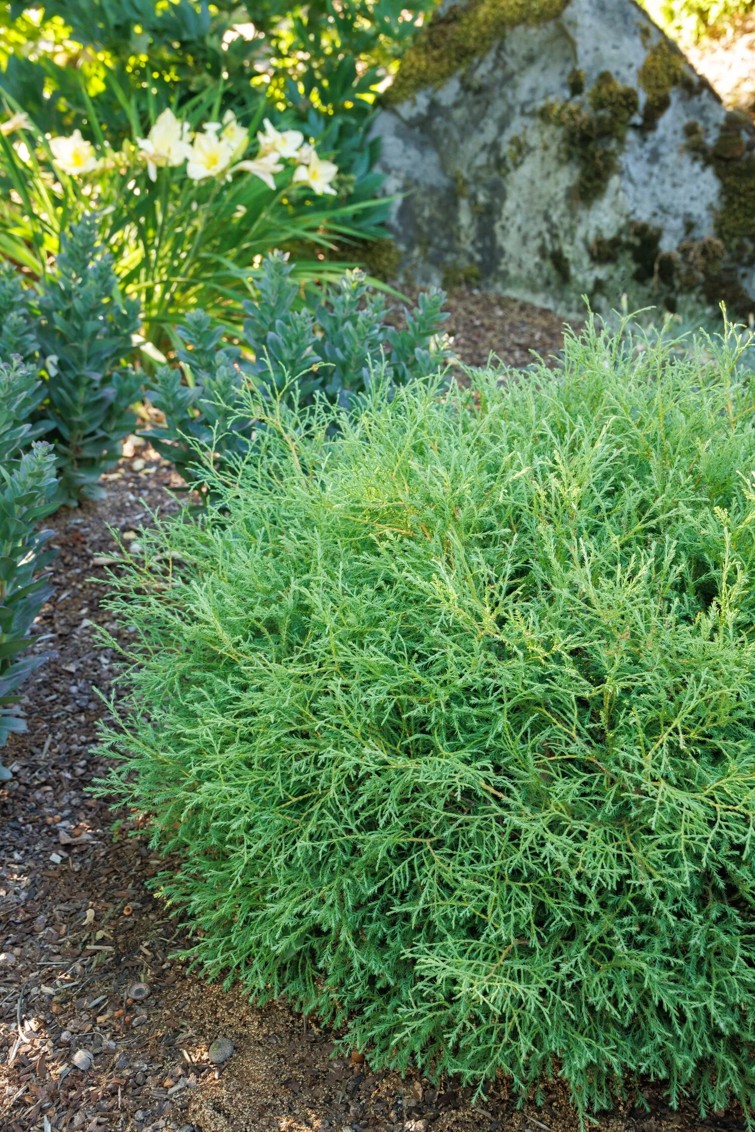 Pancake™ Arborvitae 2 Pancake™ Arborvitae
