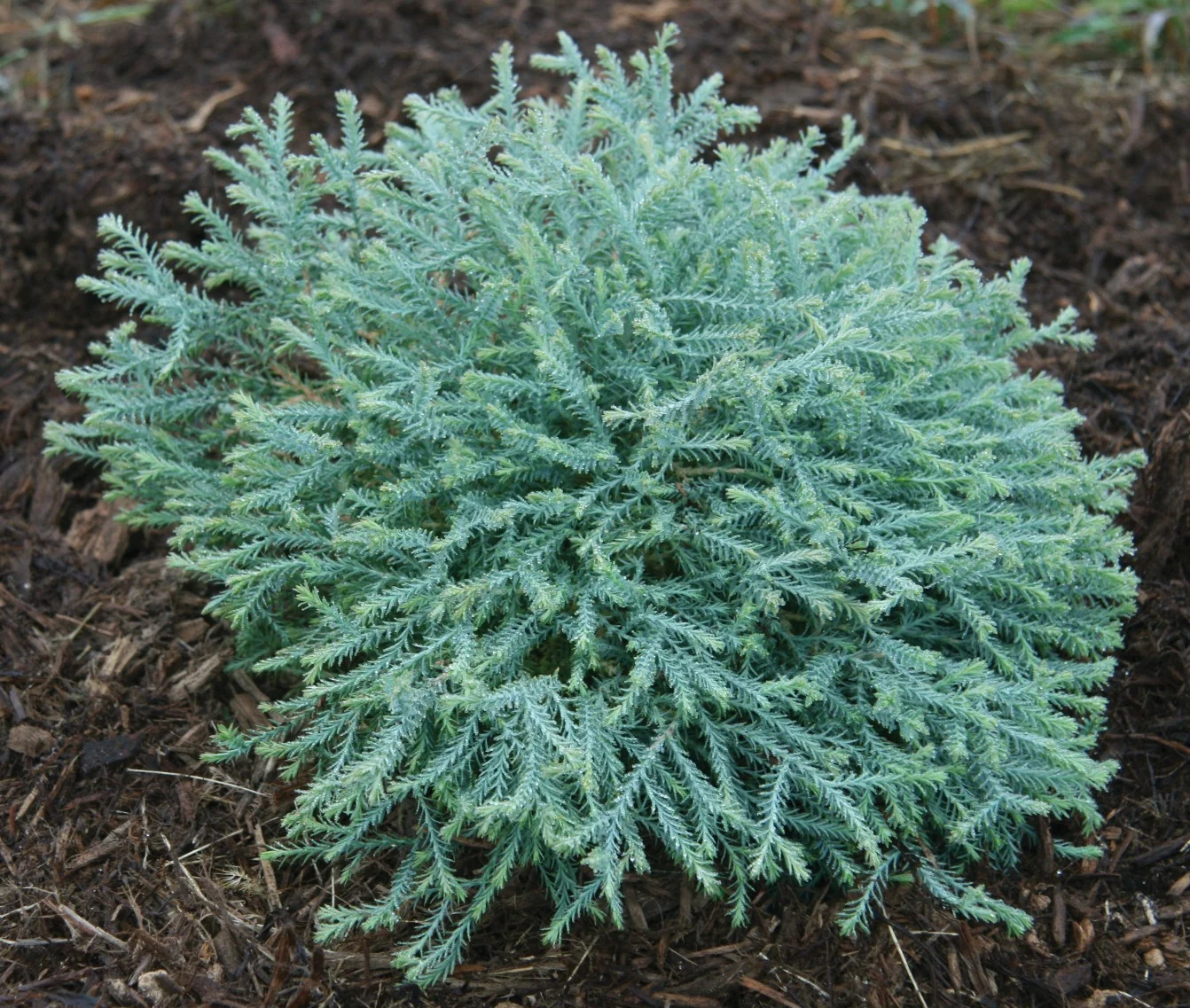 Pancake™ Arborvitae 3 Pancake™ Arborvitae