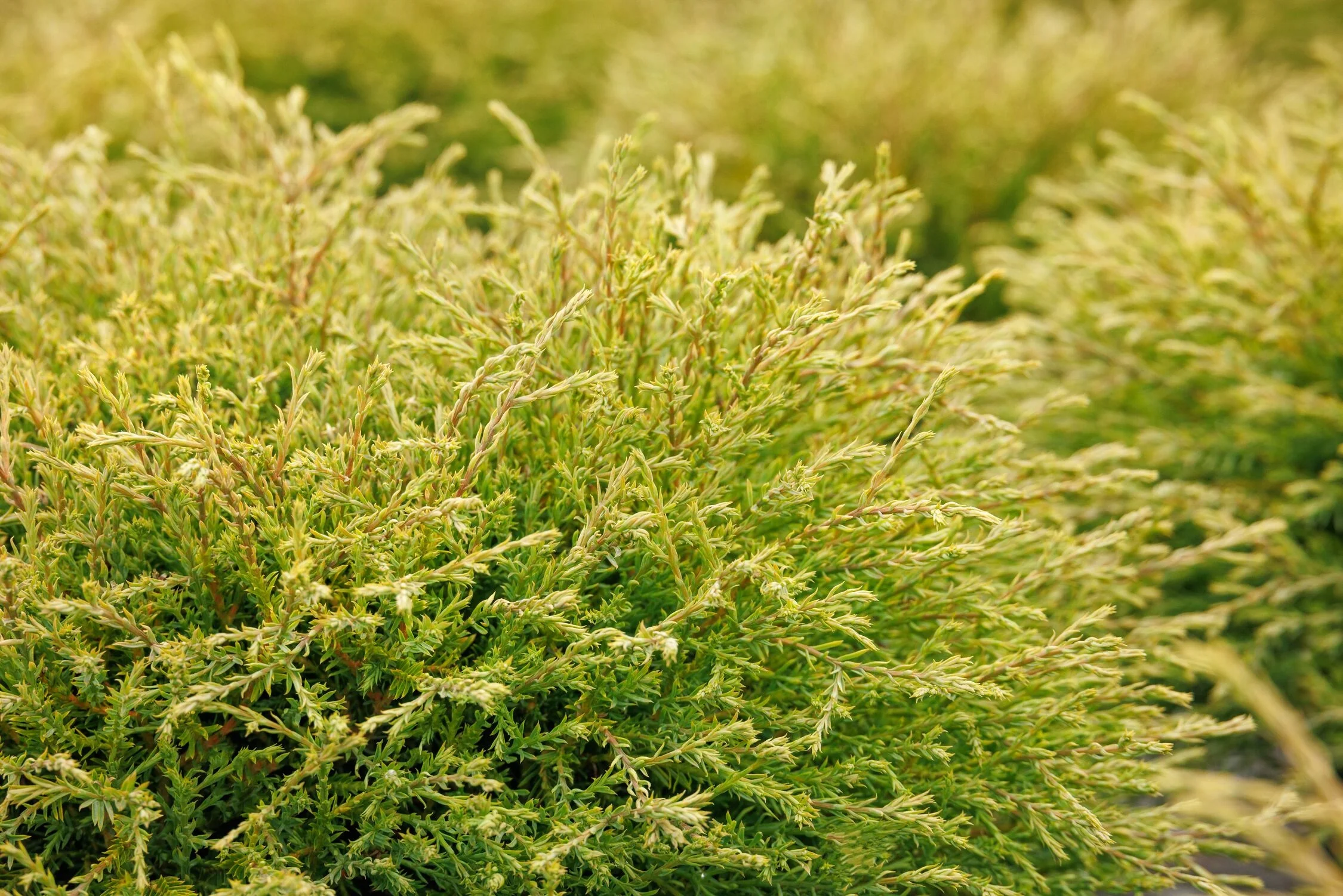 Pancake™ Arborvitae 4 Pancake™ Arborvitae