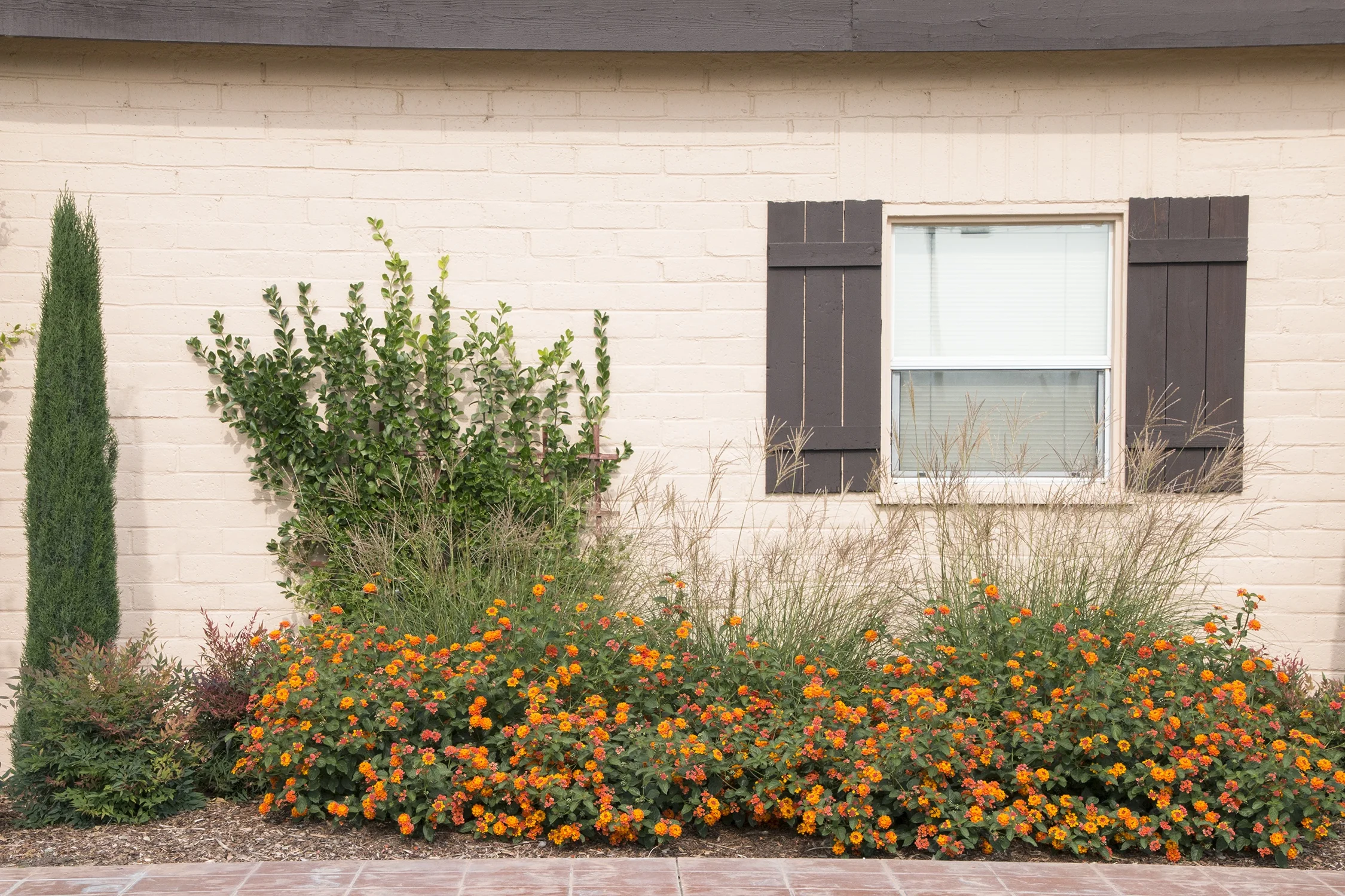 Radiation Bush Lantana 2 Radiation Bush Lantana