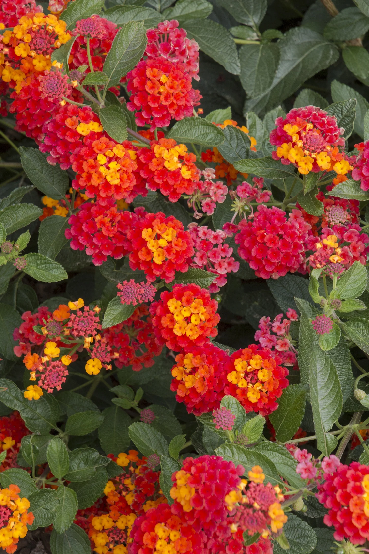 Radiation Bush Lantana 3 Radiation Bush Lantana