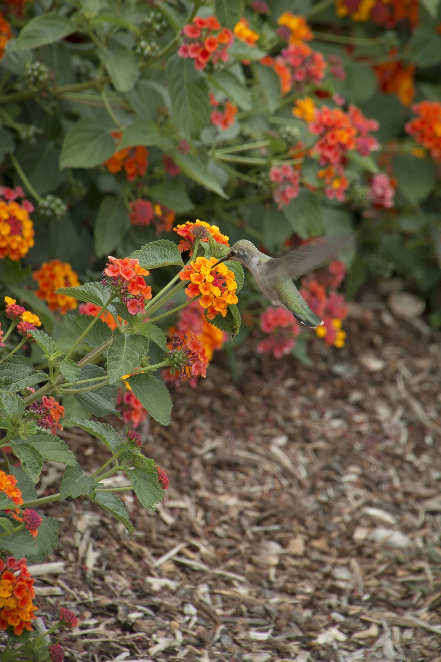 Radiation Bush Lantana 4 Radiation Bush Lantana