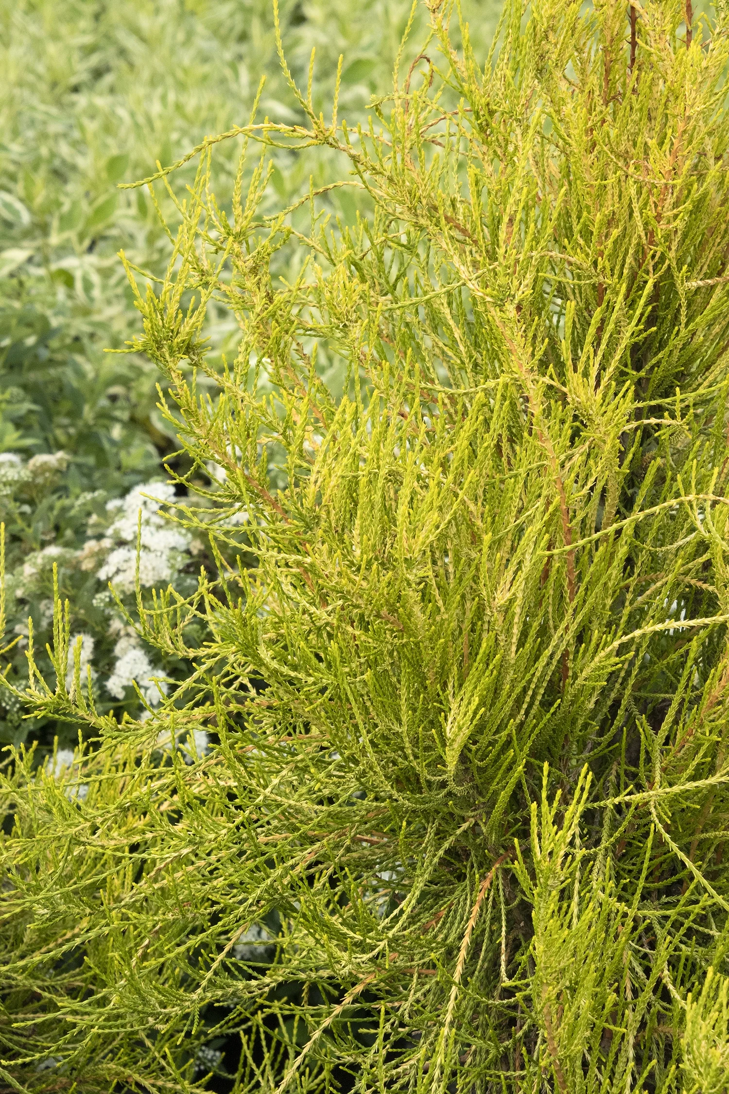Franky Boy Chinese Arborvitae