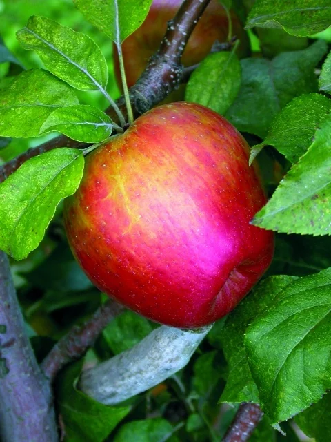Honeycrisp™ Apple 1 Honeycrisp™ Apple