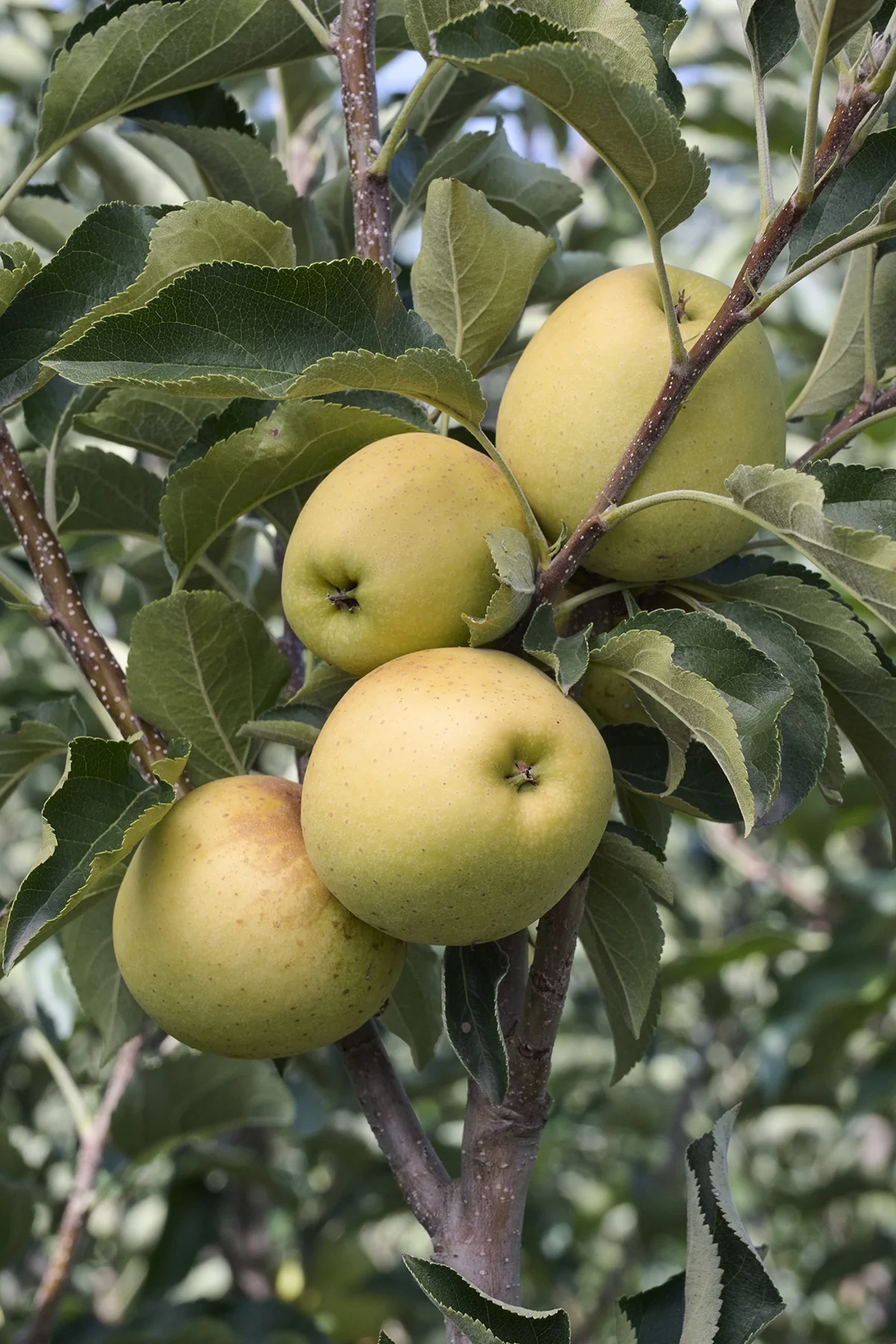 Golden Delicious Apple 7 Golden Delicious Apple