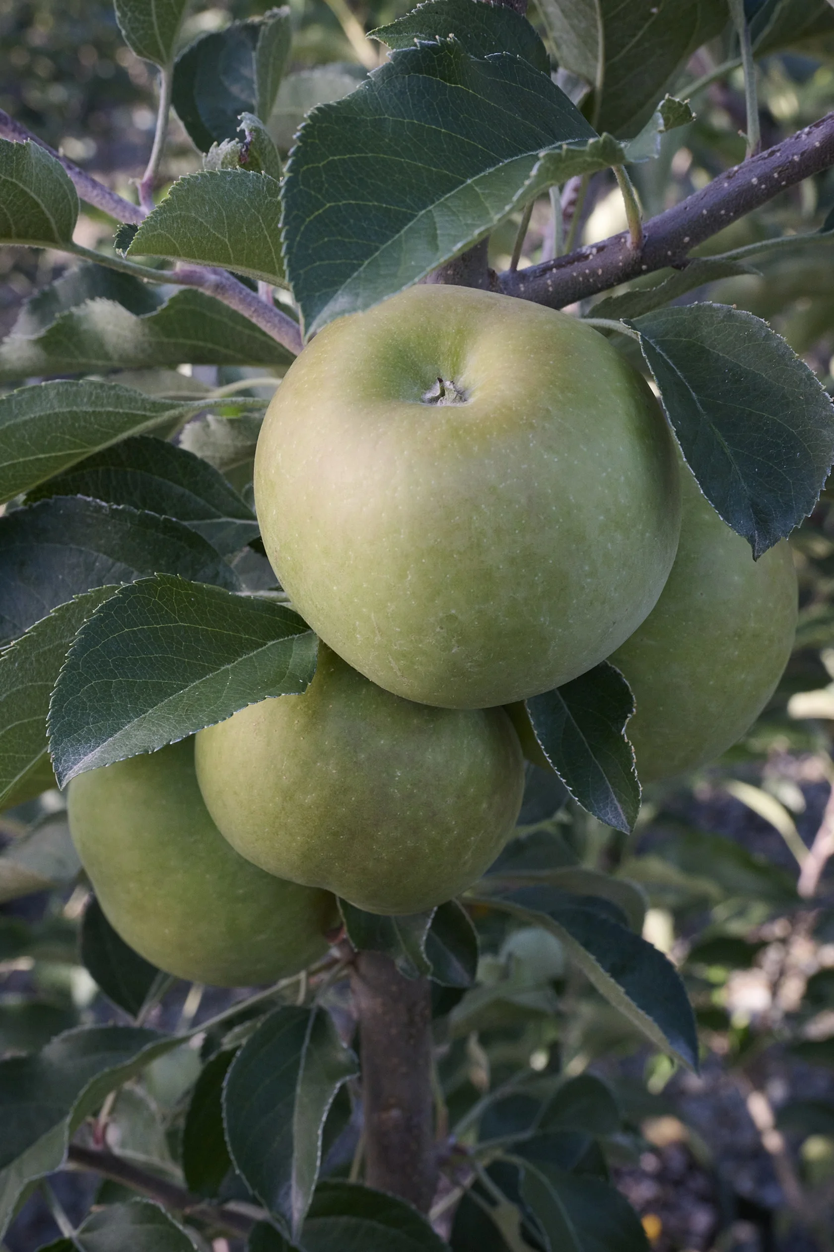 Granny Smith Apple 1 Granny Smith Apple