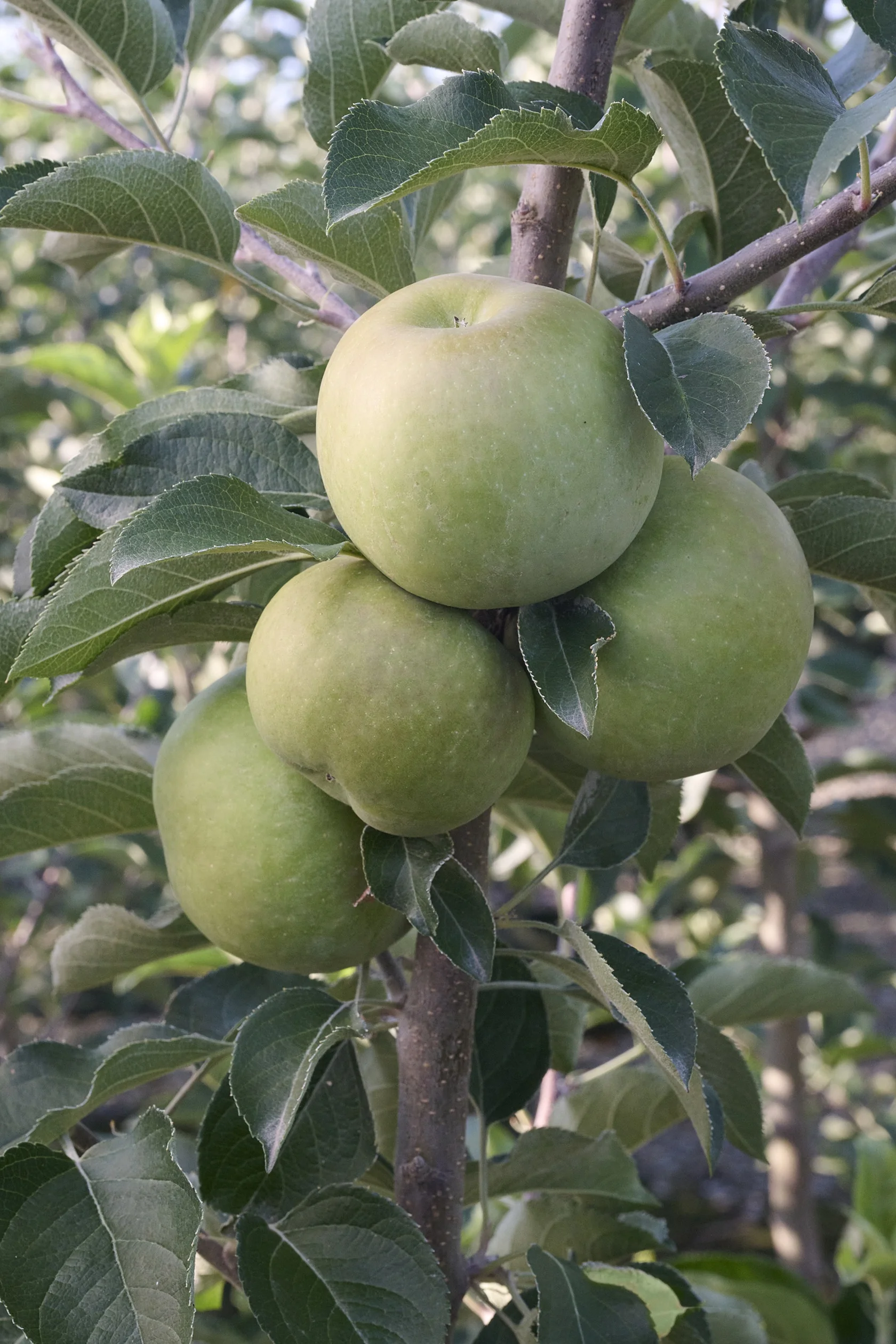 Granny Smith Apple 3 Granny Smith Apple