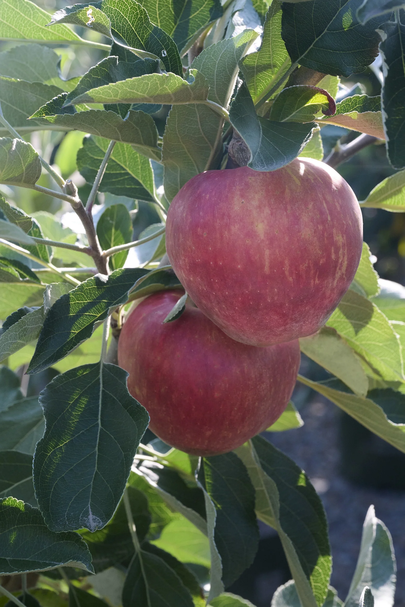 Anna Apple 6 Anna Apple