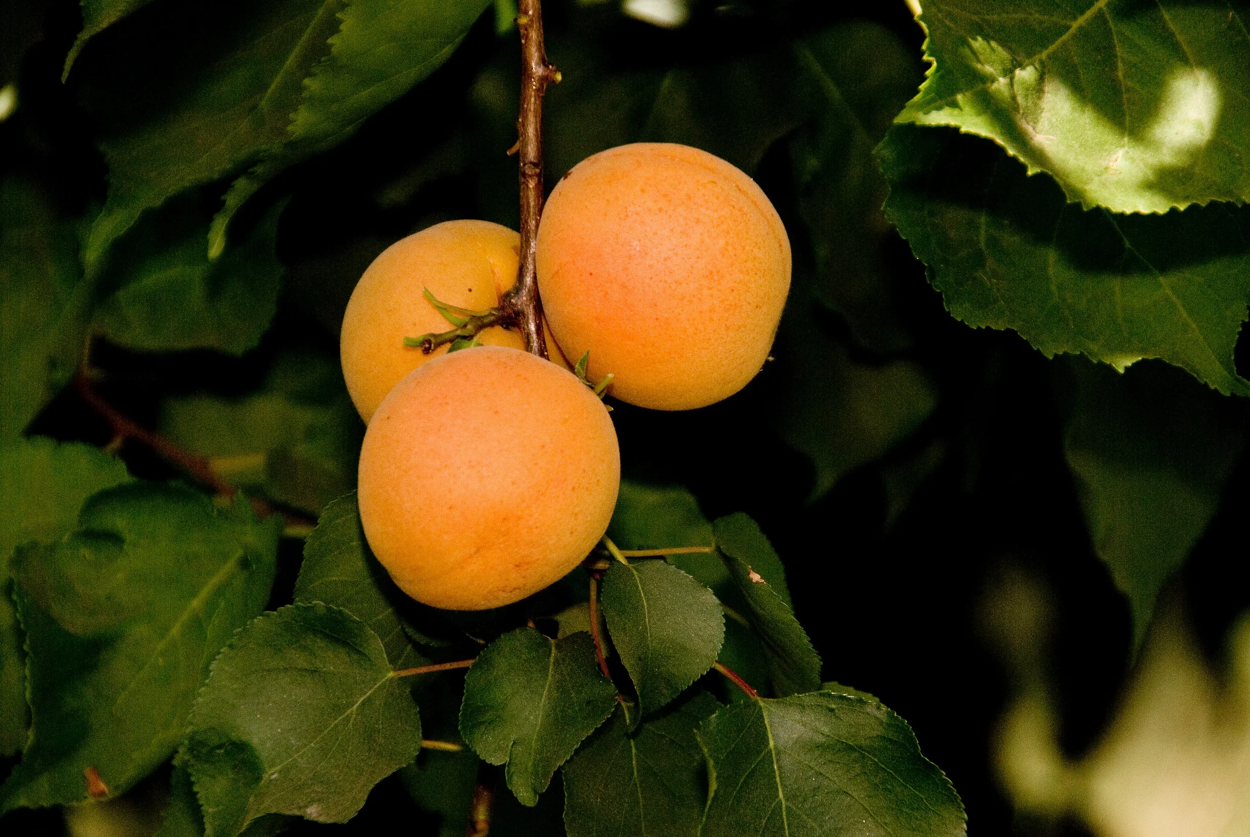 Tropic Gold Apricot 7 Tropic Gold Apricot