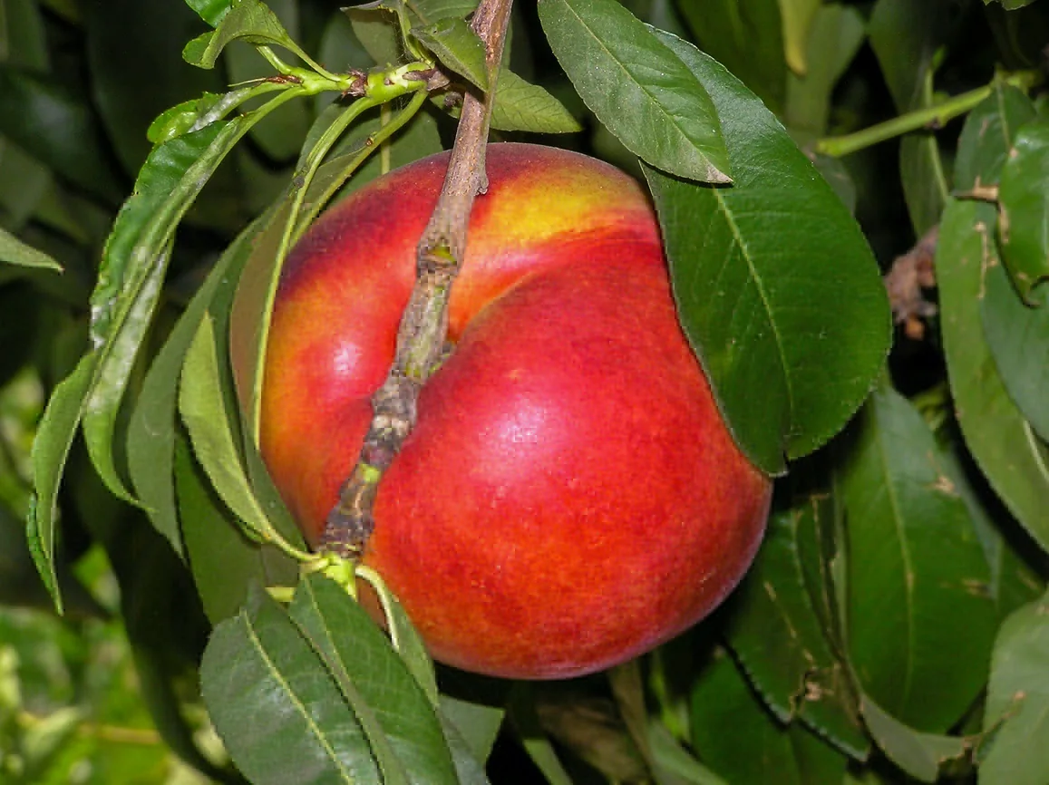 Flavortop Nectarine 1 Flavortop Nectarine