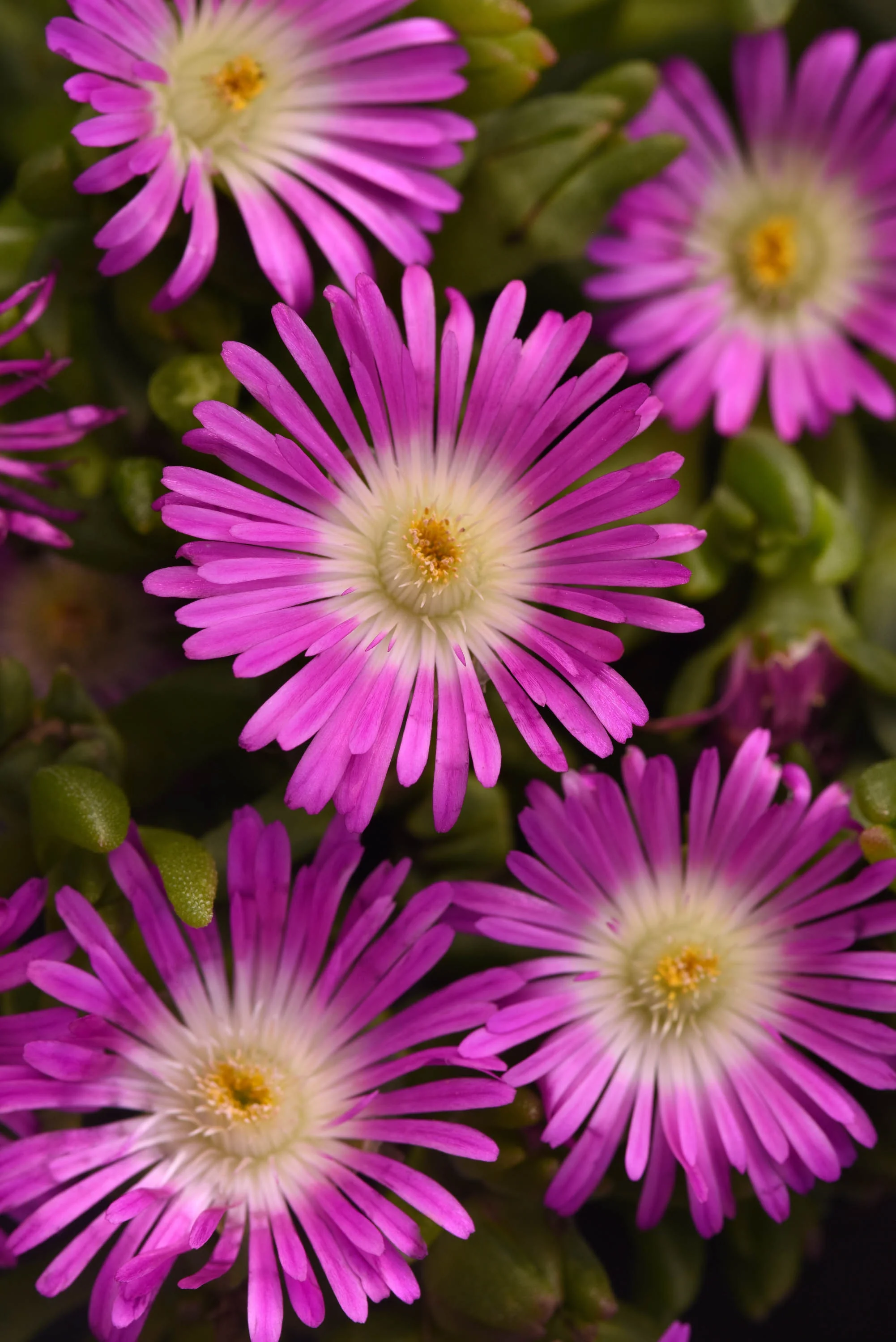 Ocean Sunset™ Violet Flare Ice Plant 7 Ocean Sunset™ Violet Flare Ice Plant